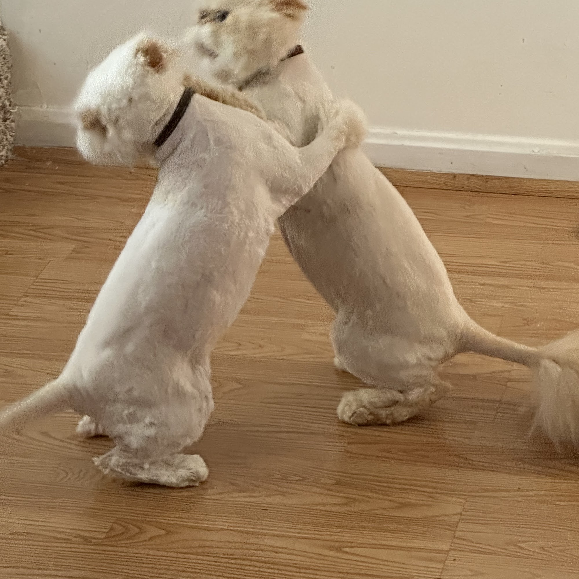 All About Furr Mobile Pet Grooming New Windsor