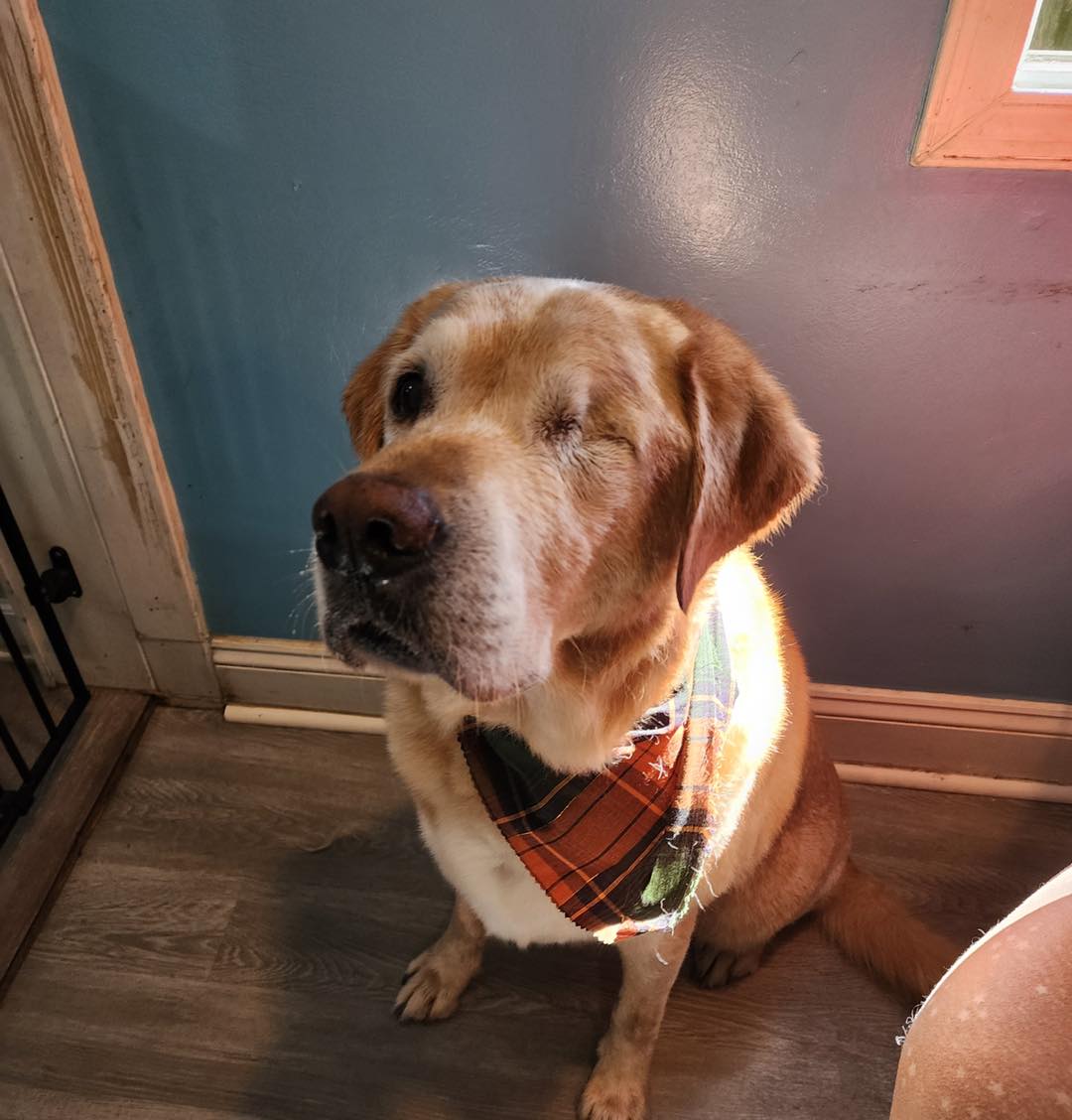 Sudsy Mutt North Beach