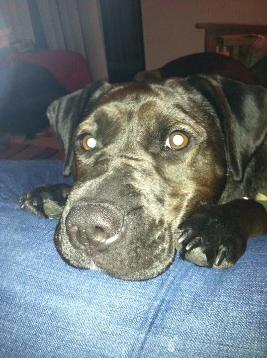 Abbey Animal Hospital Nottingham