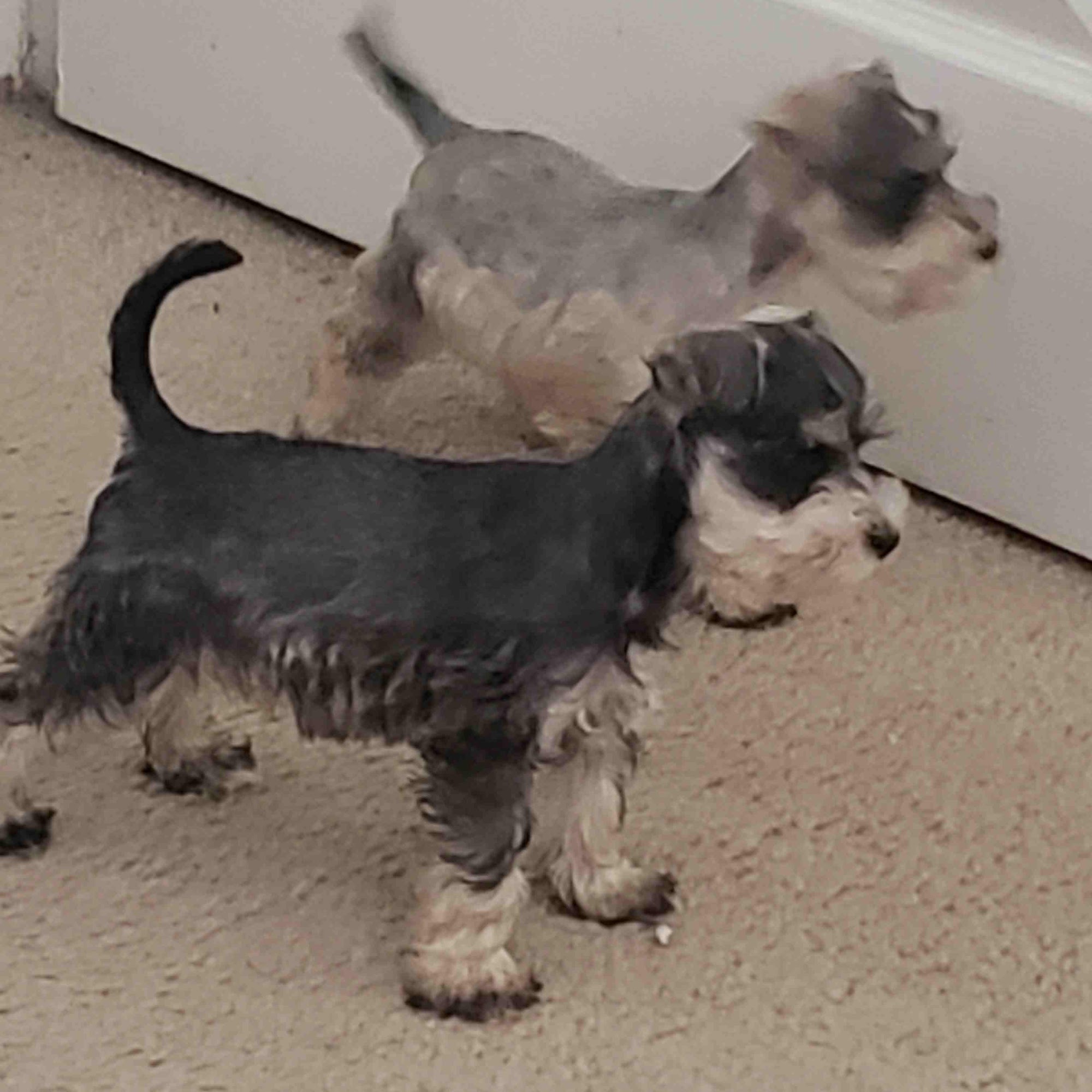 Luv Thy Pet LLC Nottingham