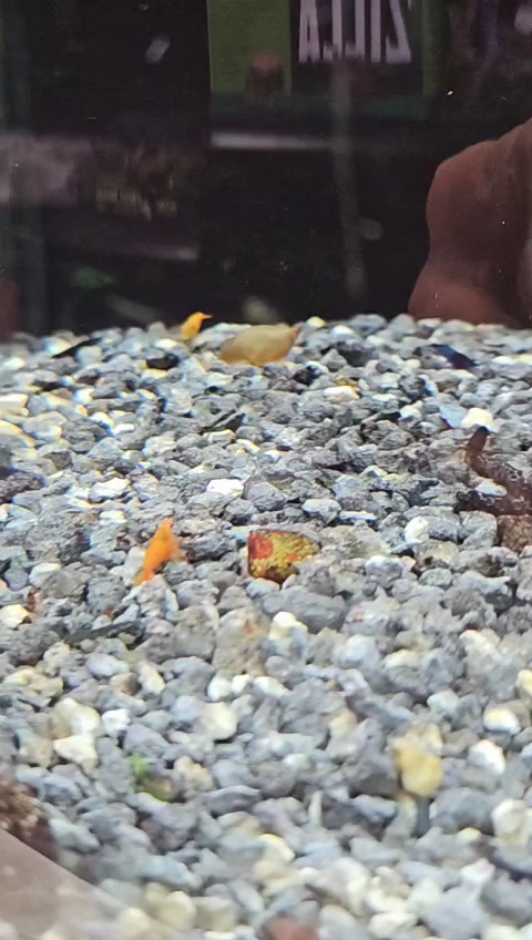 Tom’s Tropicals Nottingham