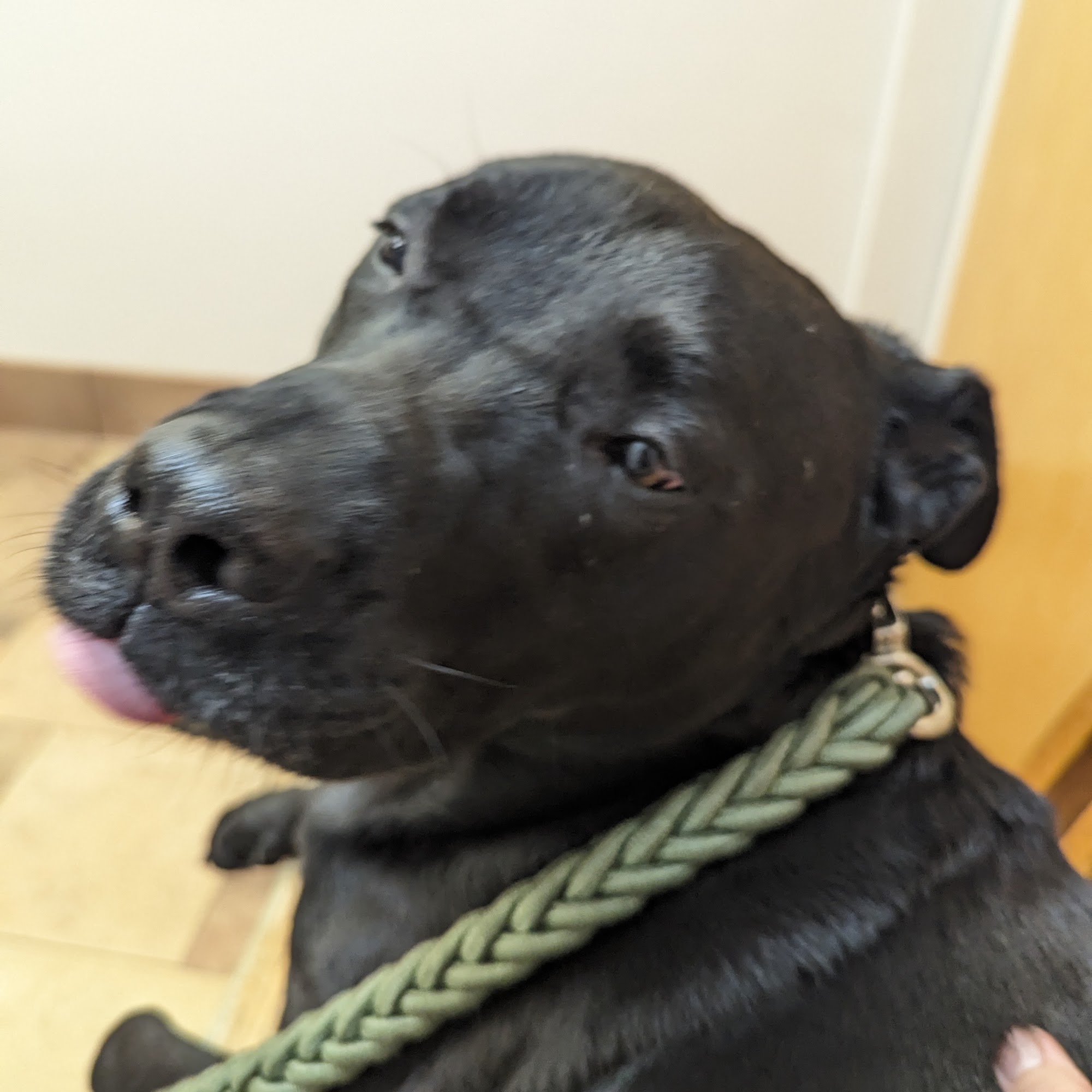 Pineview Veterinary Hospital Oakland