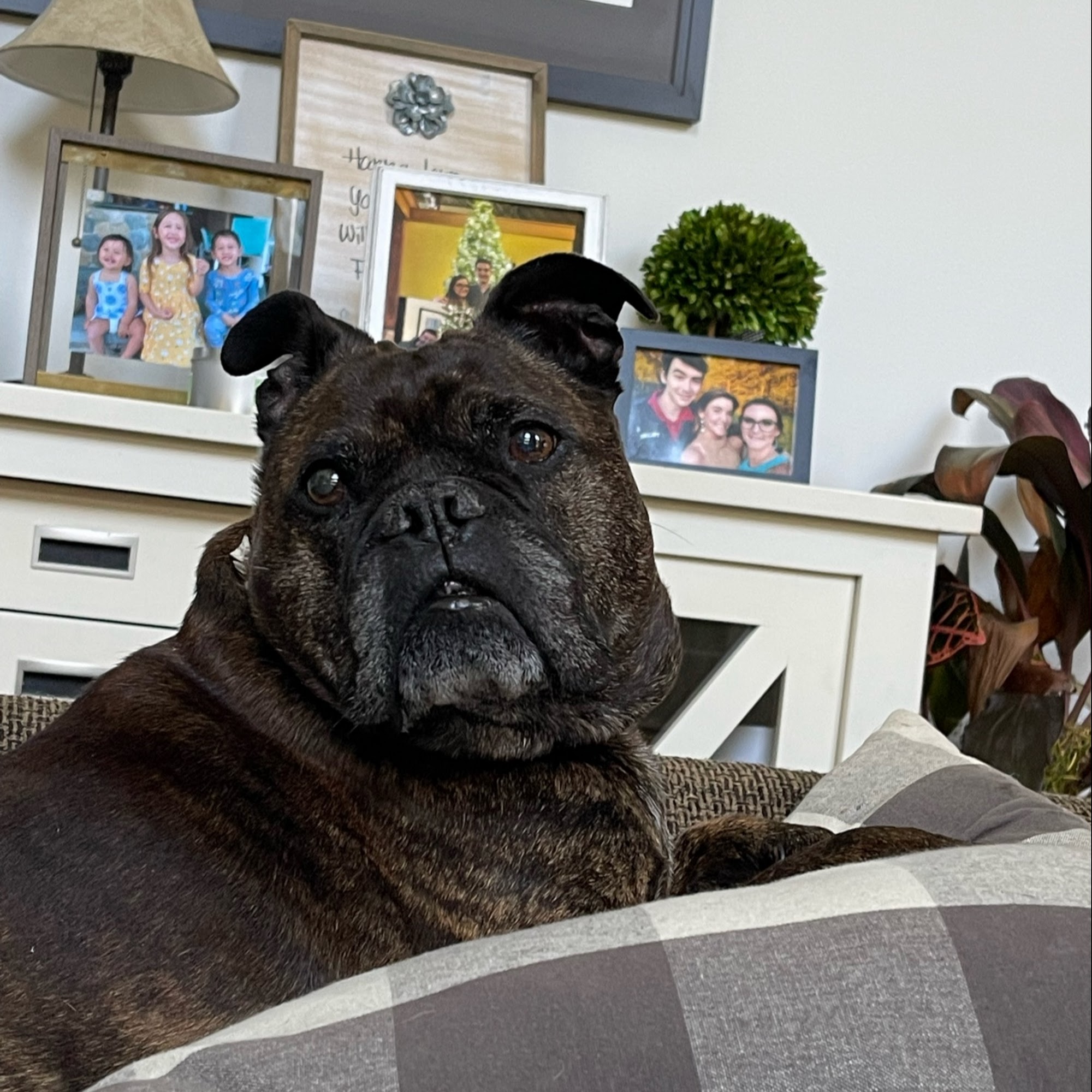 Precious Paws Animal Hospital Ocean City