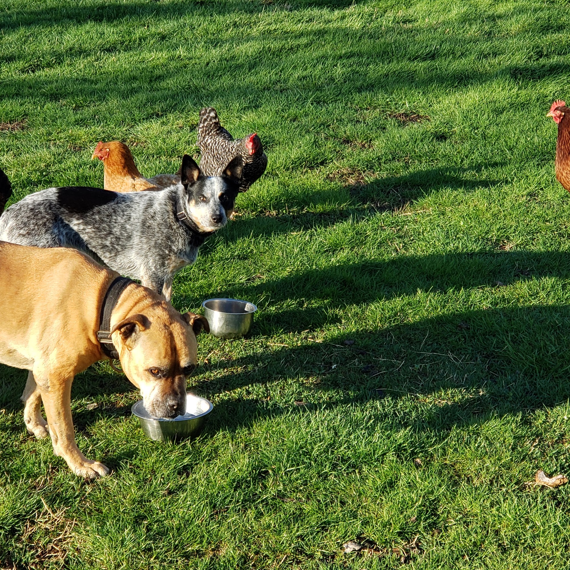 All Paws Doggie Daycare Ocean City