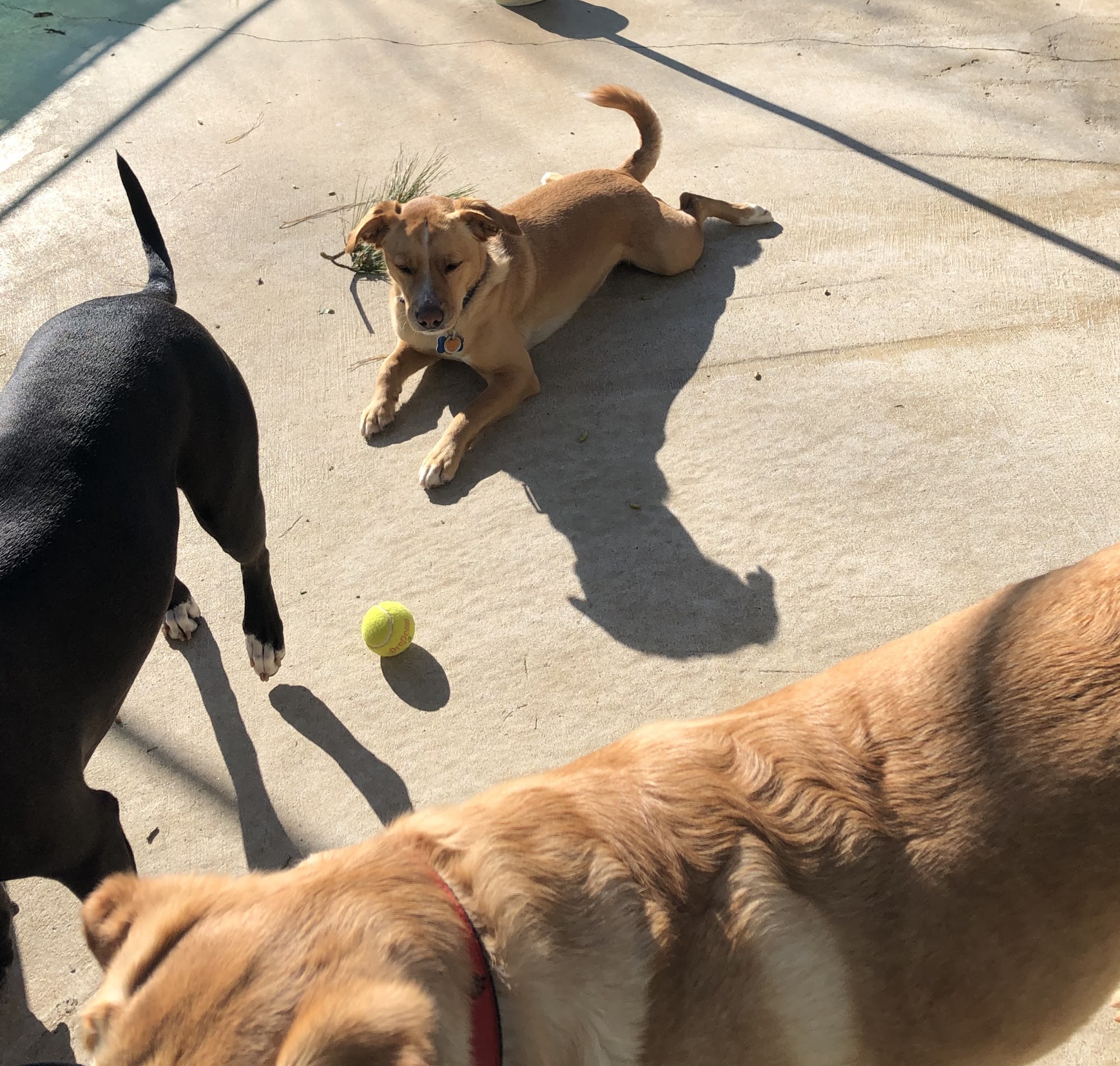 All Paws Doggie Daycare Ocean City