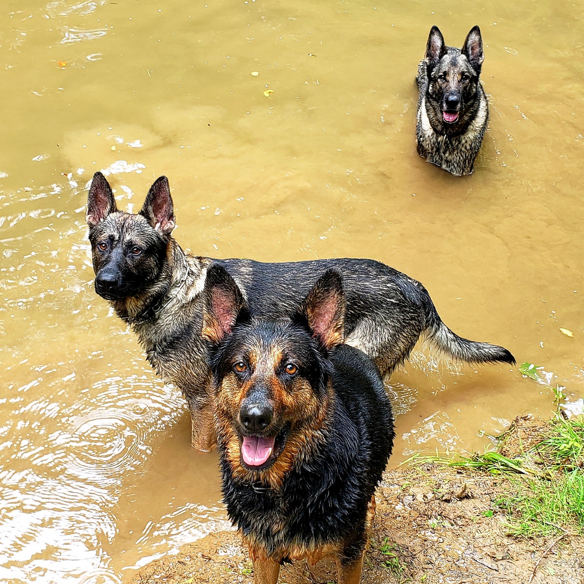 Town & Country Animal Clinic Olney