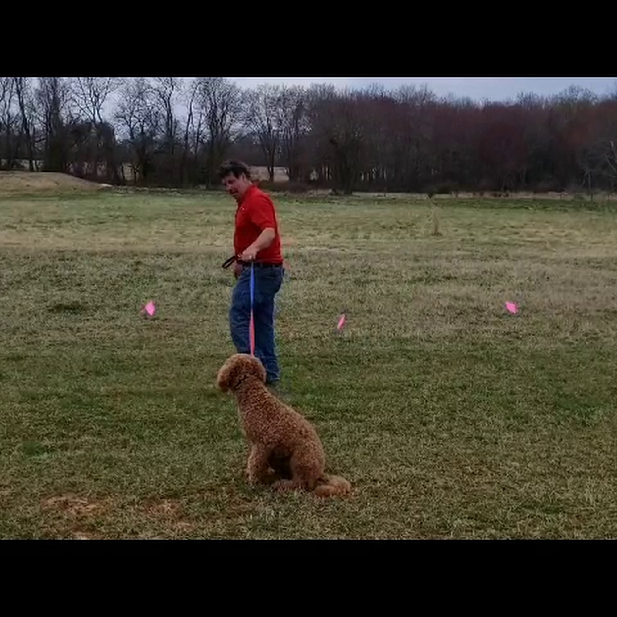 Dog Containment Systems Olney