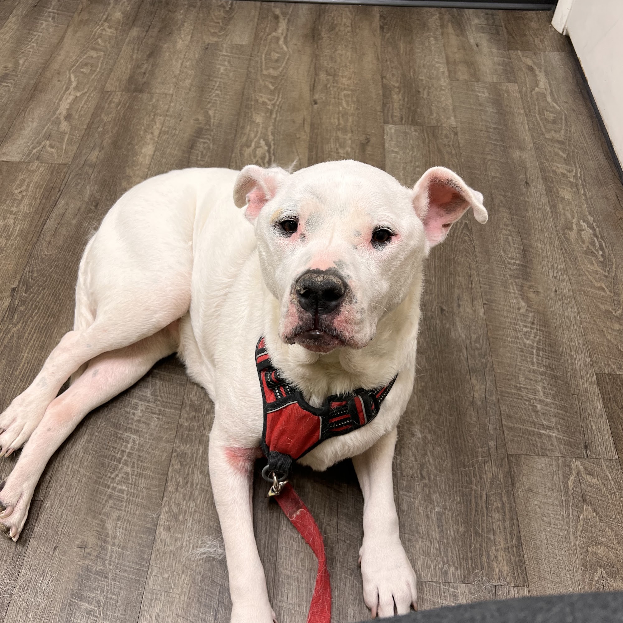 Valley Dog & Cat Hospital Owings Mills