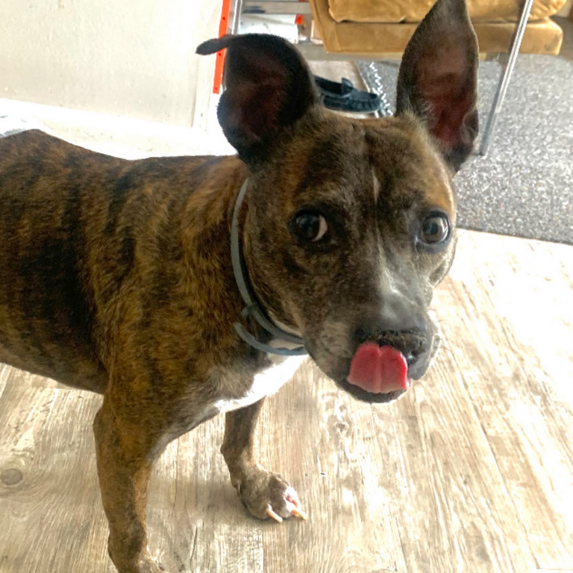 Northwest Animal Hospital Owings Mills