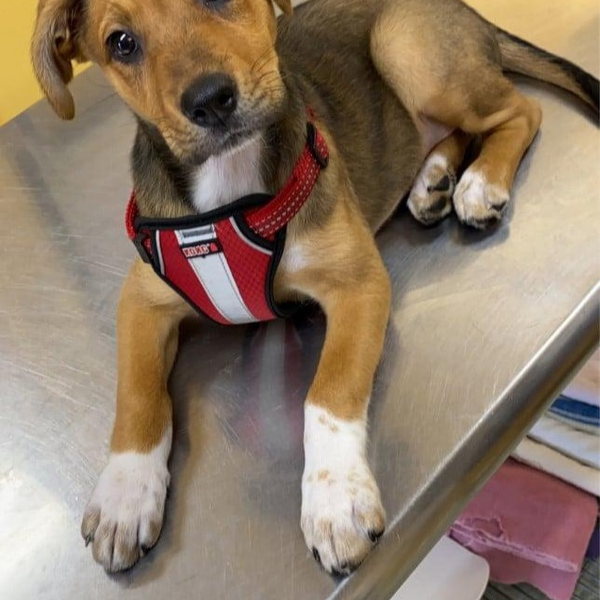 Owings Mills Veterinary Center Owings Mills