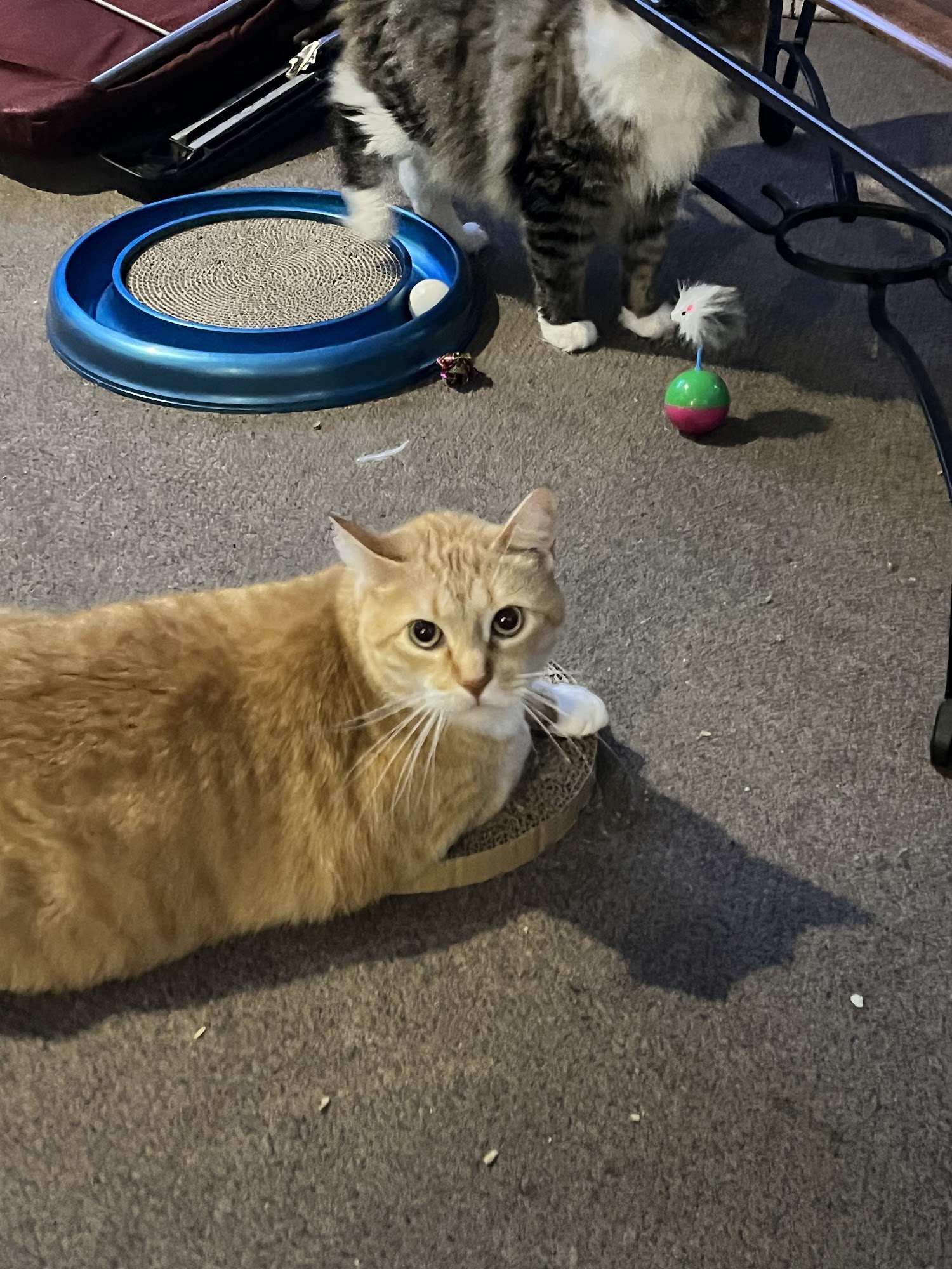 Metropolitan Cat Hospital Owings Mills