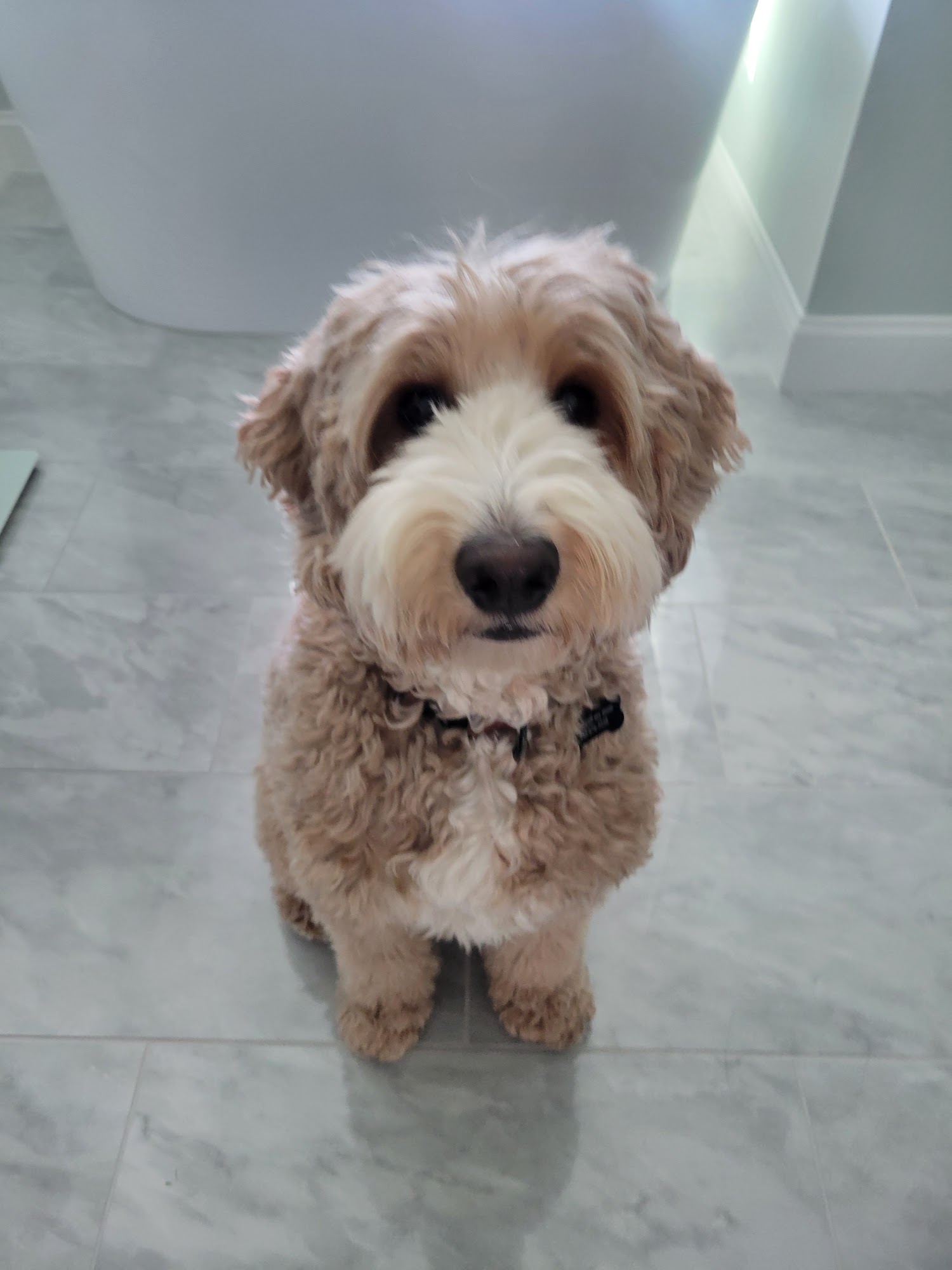 Dog Crazy Lady Owings Mills