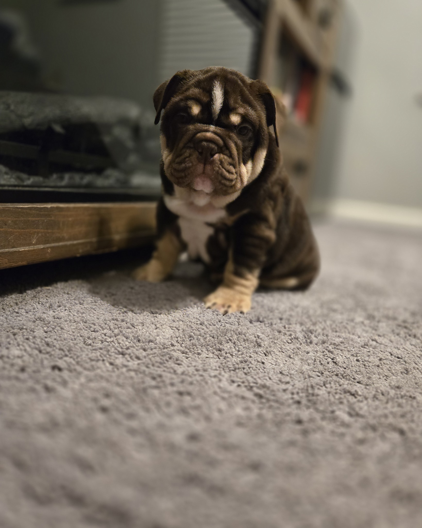 Baltimore Bred Bullies, LLC. Owings Mills