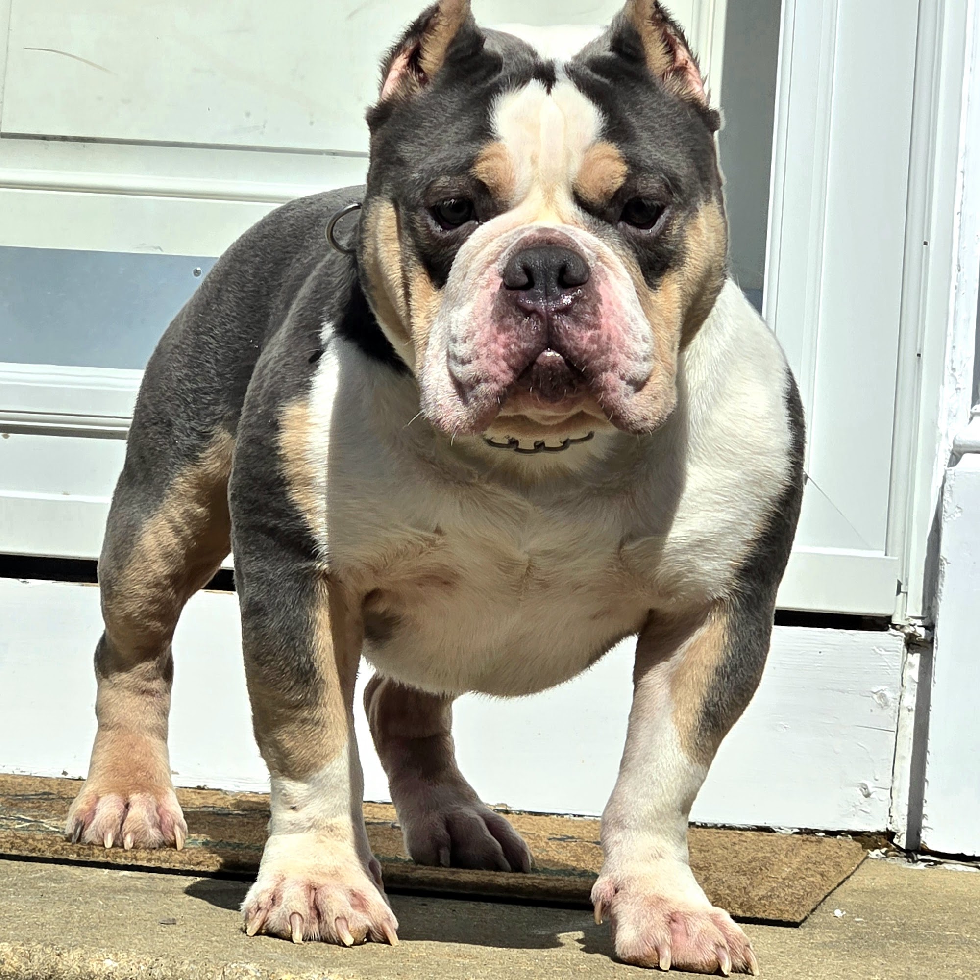 Baltimore Bred Bullies, LLC. Owings Mills