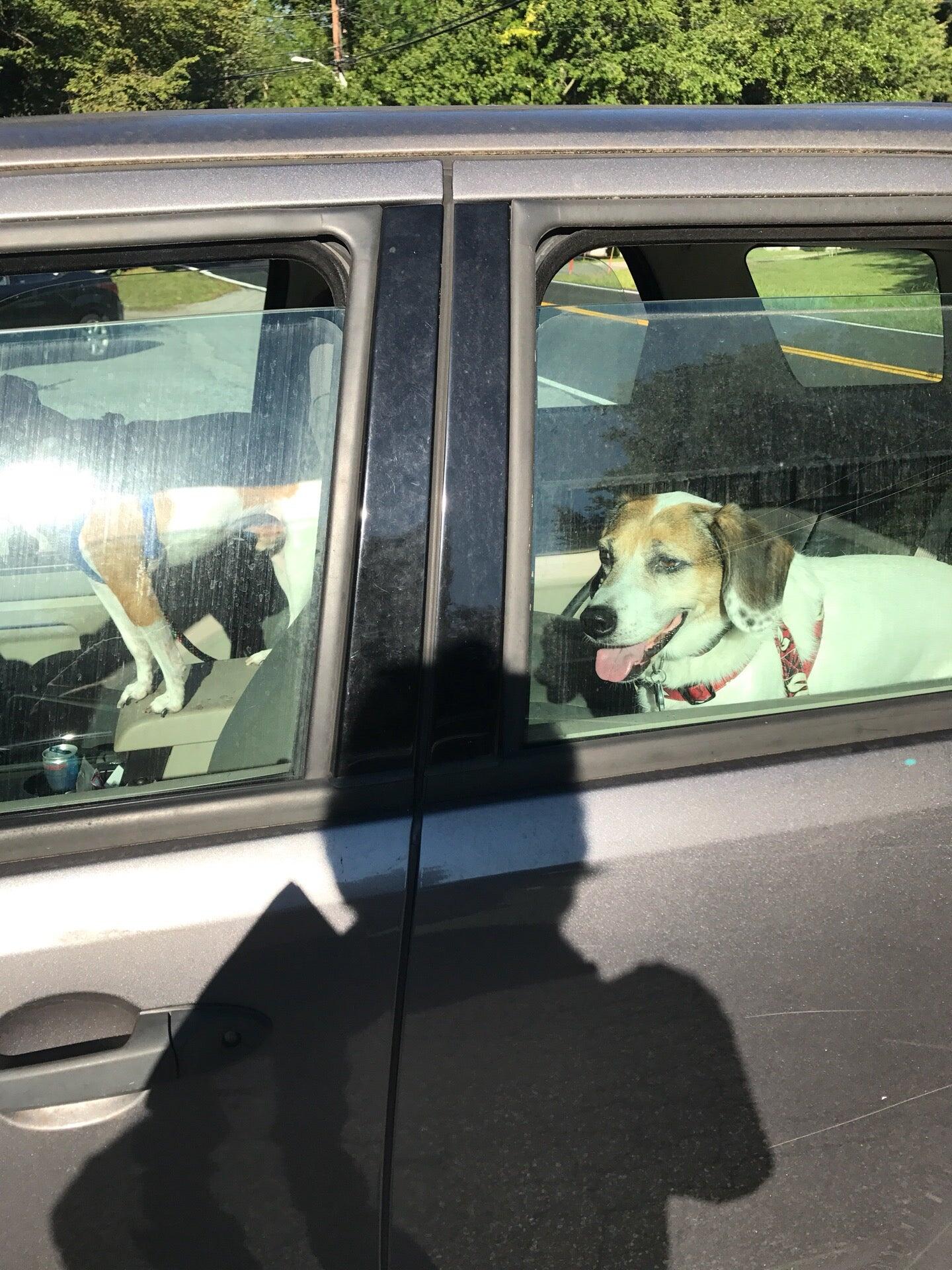 Chesapeake Animal Clinic Owings