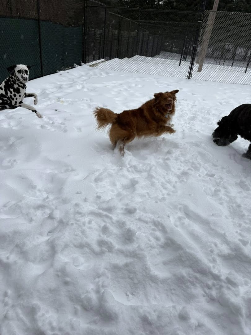 Countryside Kennels Owings