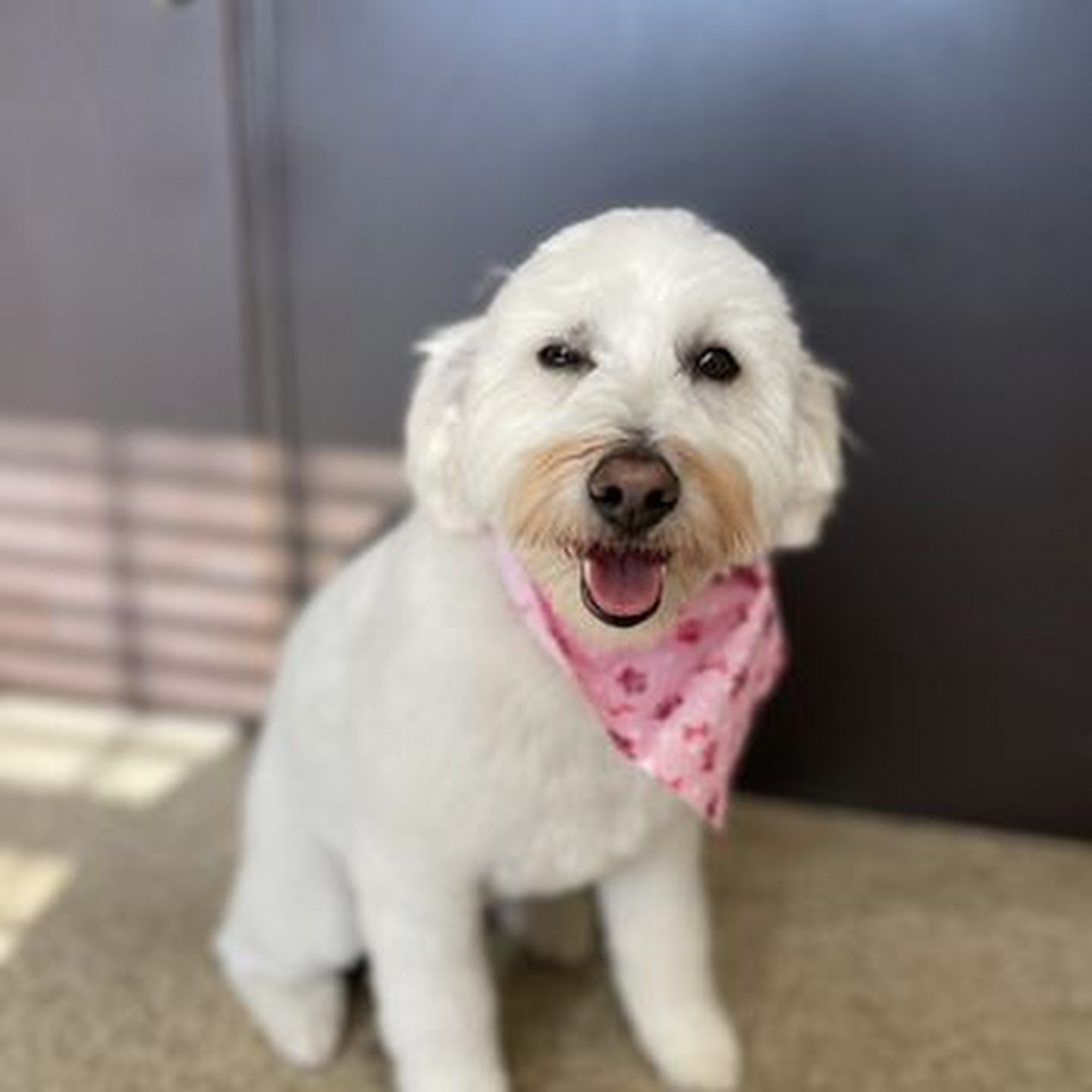 Perfectpaws Doggie Spa Oxon Hill