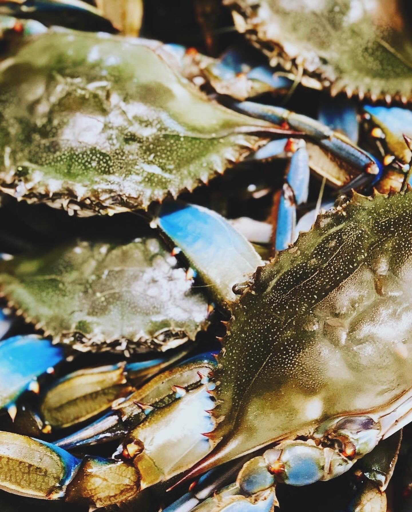 Captain White Seafood City Oxon Hill