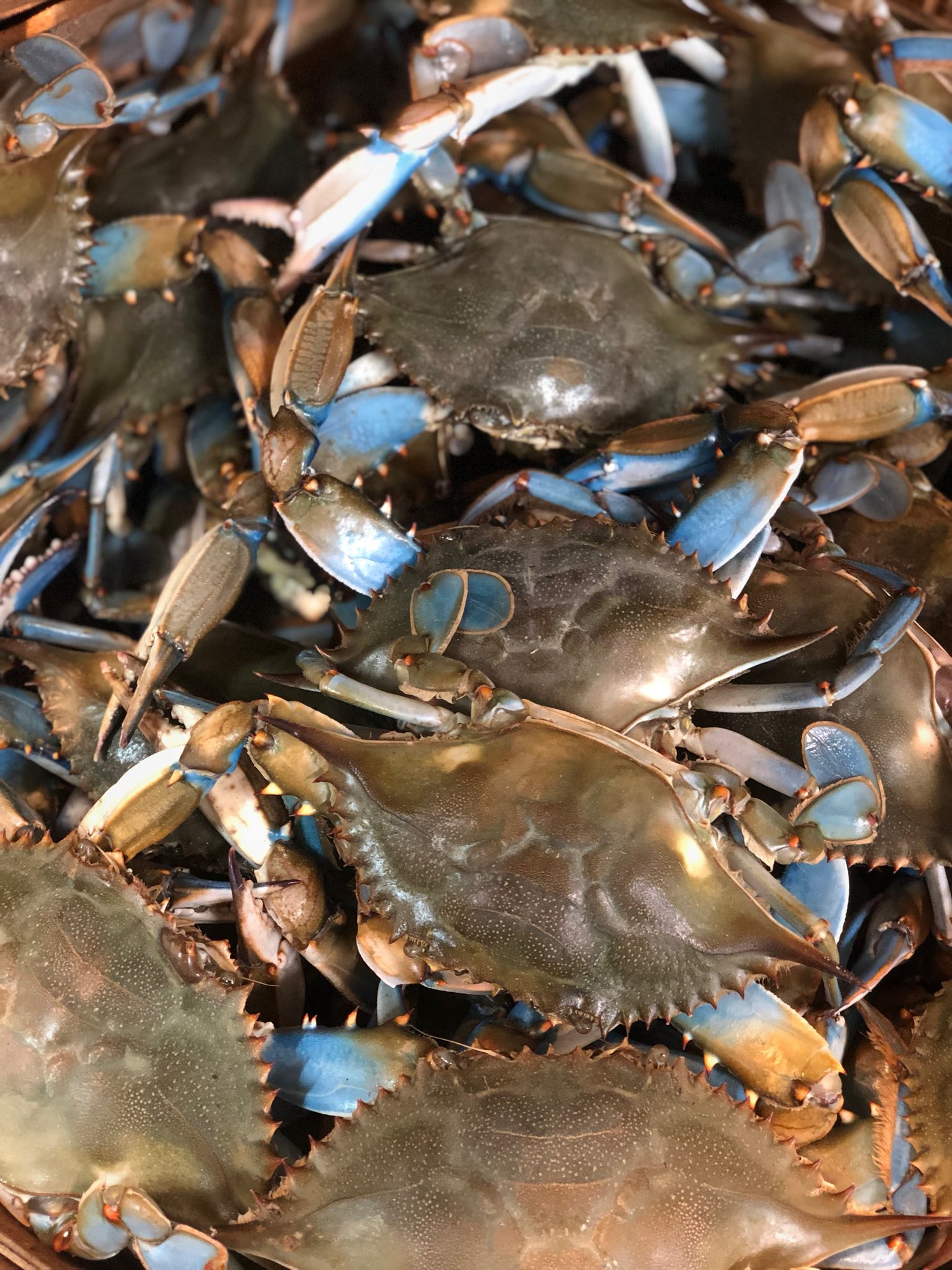 Captain White Seafood City Oxon Hill