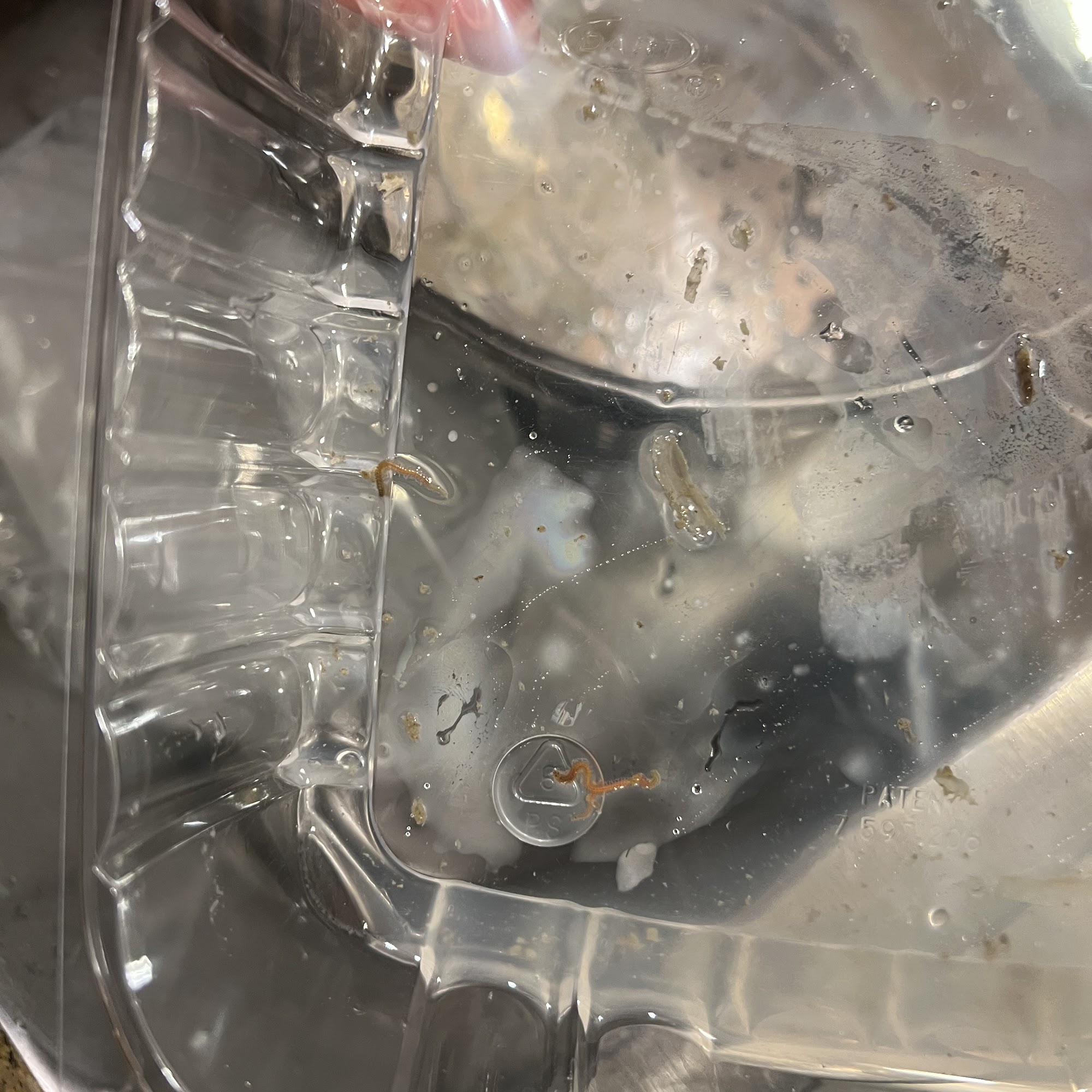 Captain White Seafood City Oxon Hill