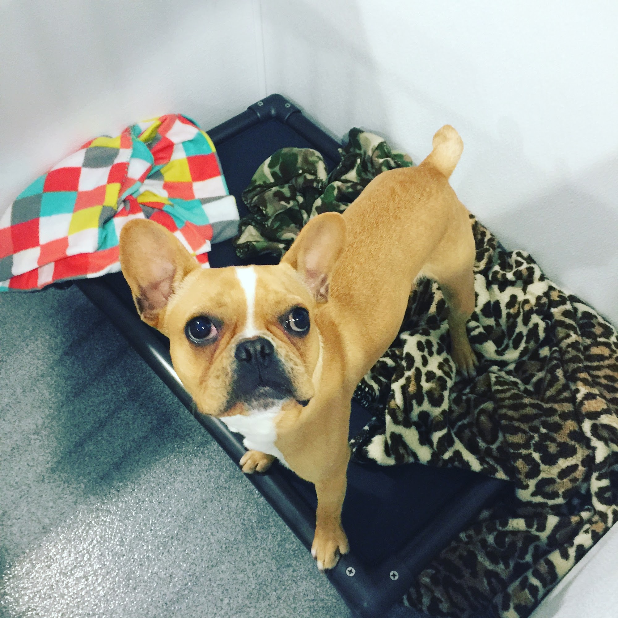 Hereford Bed & Biscuit LLC Parkton