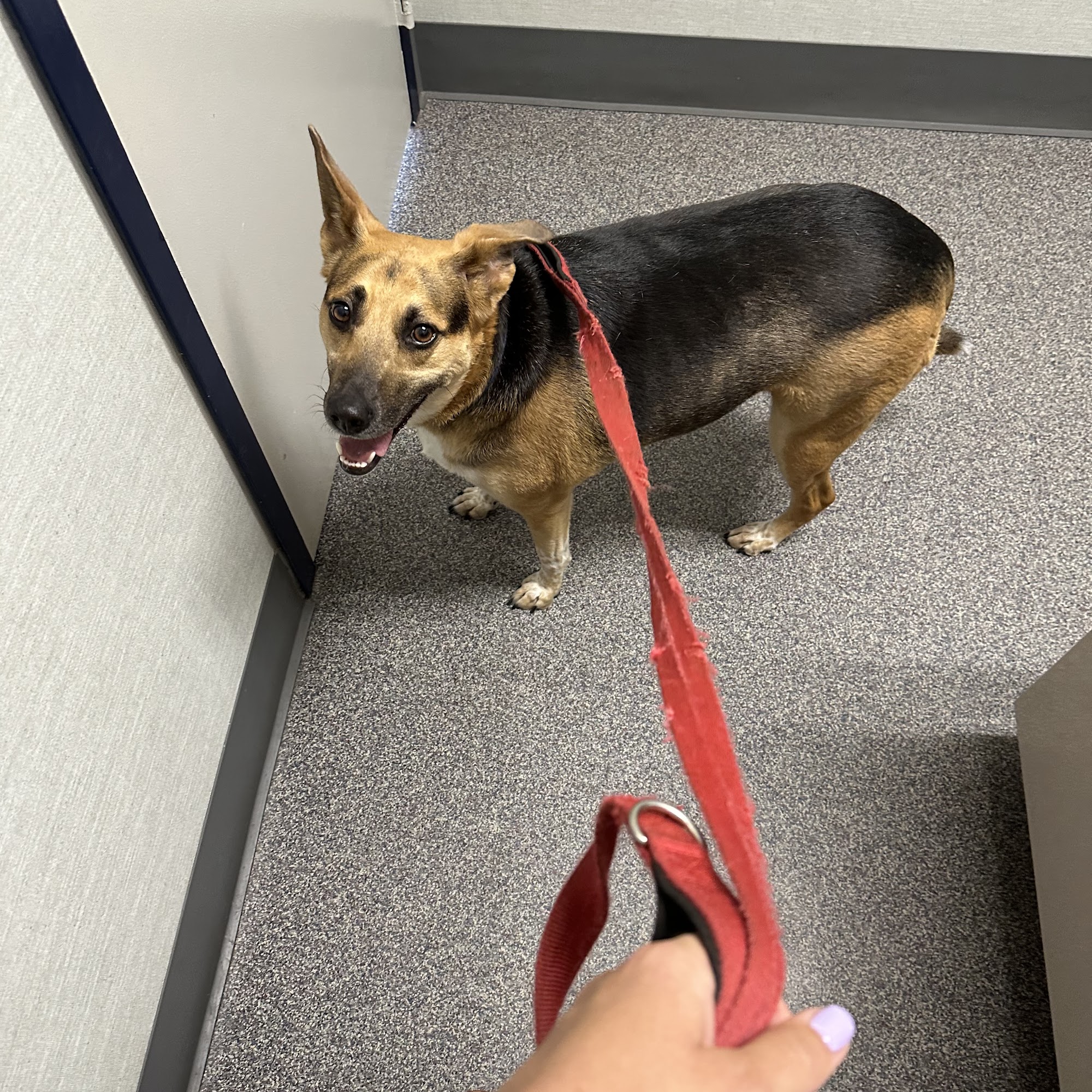 Pasadena Animal Hospital Pasadena