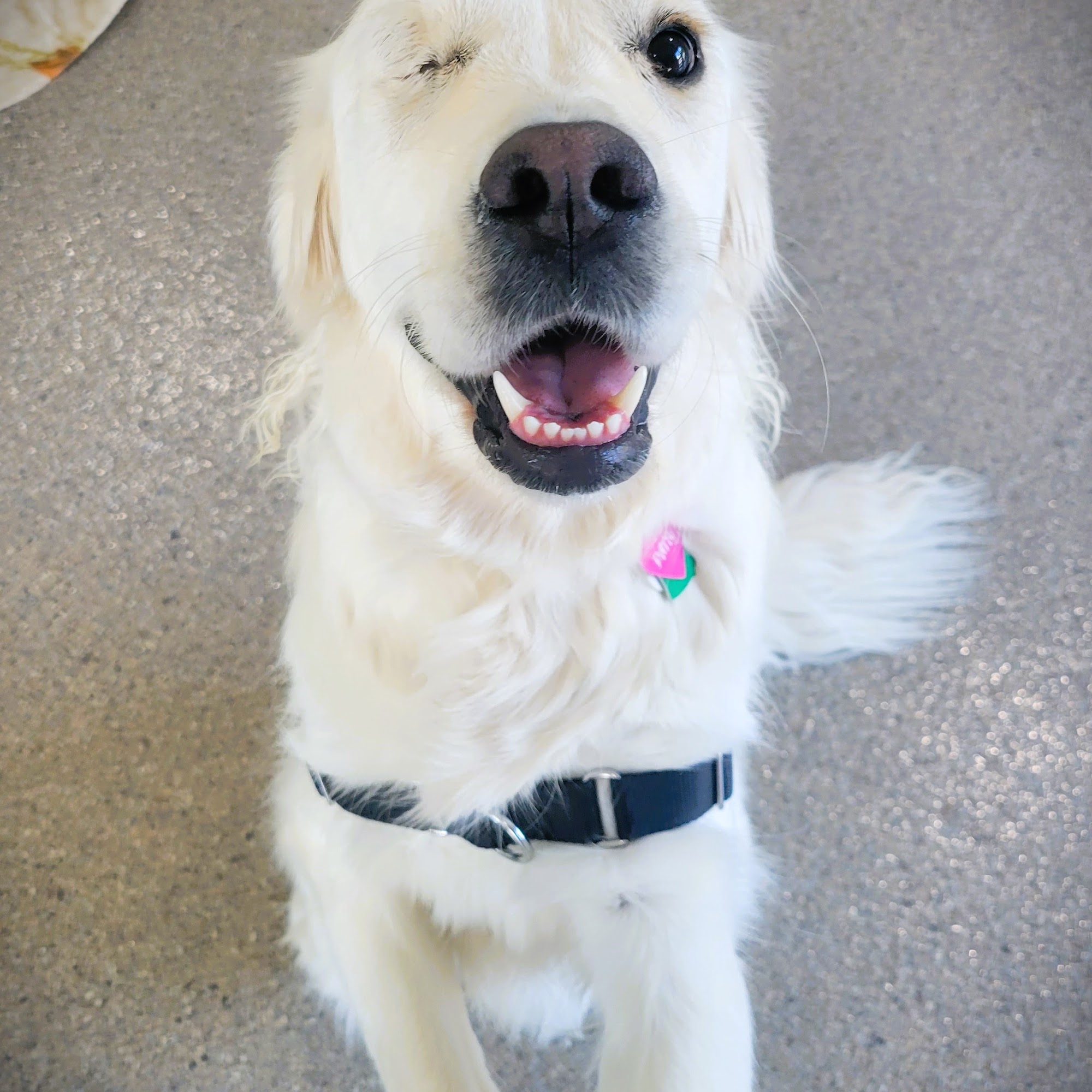 Happy Tails Veterinary Hospital Pasadena