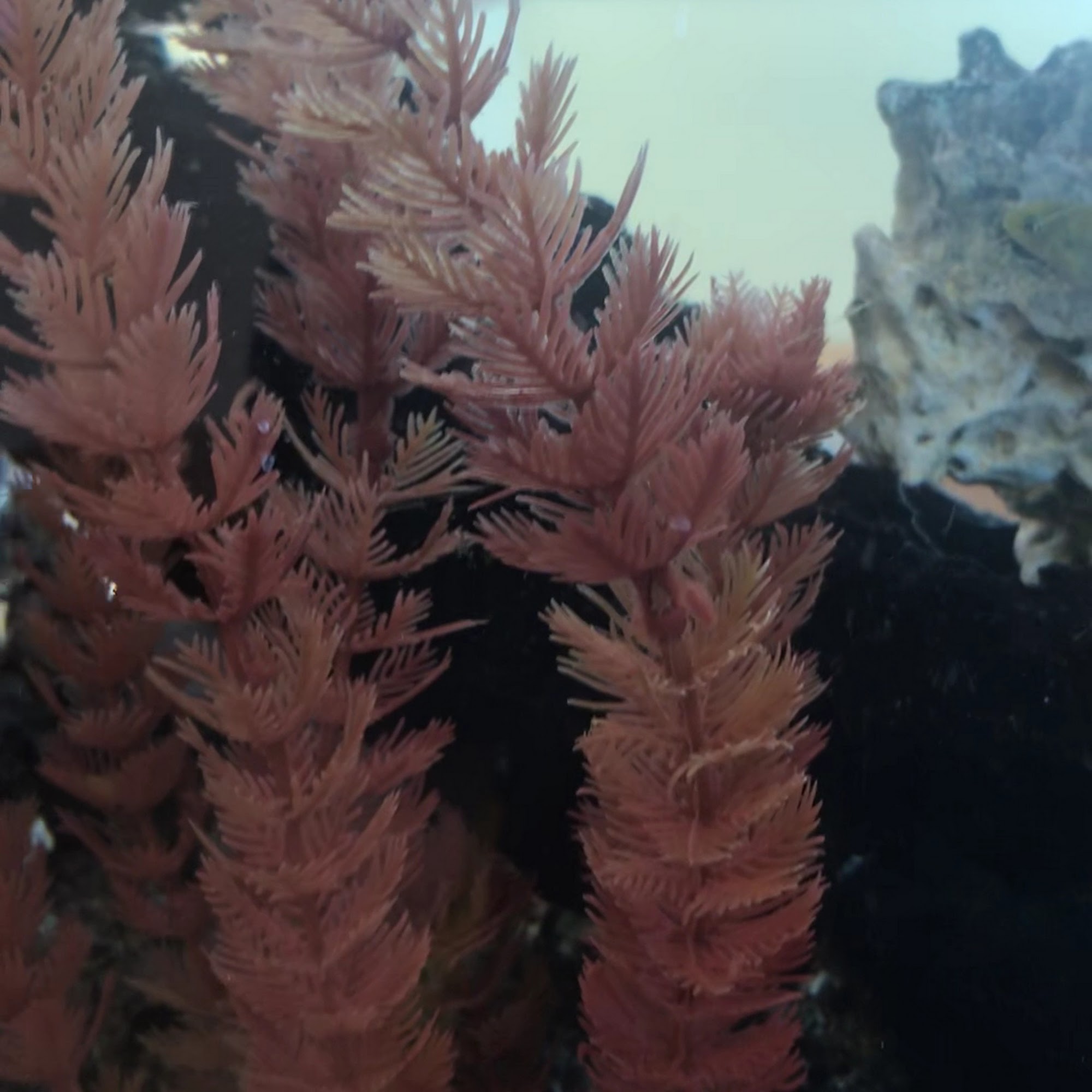 Huffard Animal Hospital Pasadena