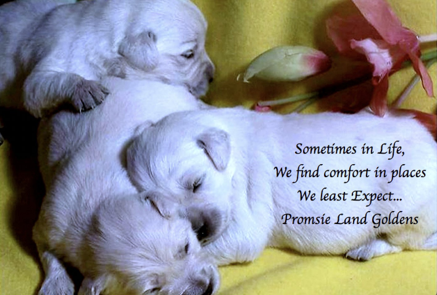 Promise Land - Golden Retrievers, French Bulldogs, Boston Terriers and King Charles Cavaliers Pasadena