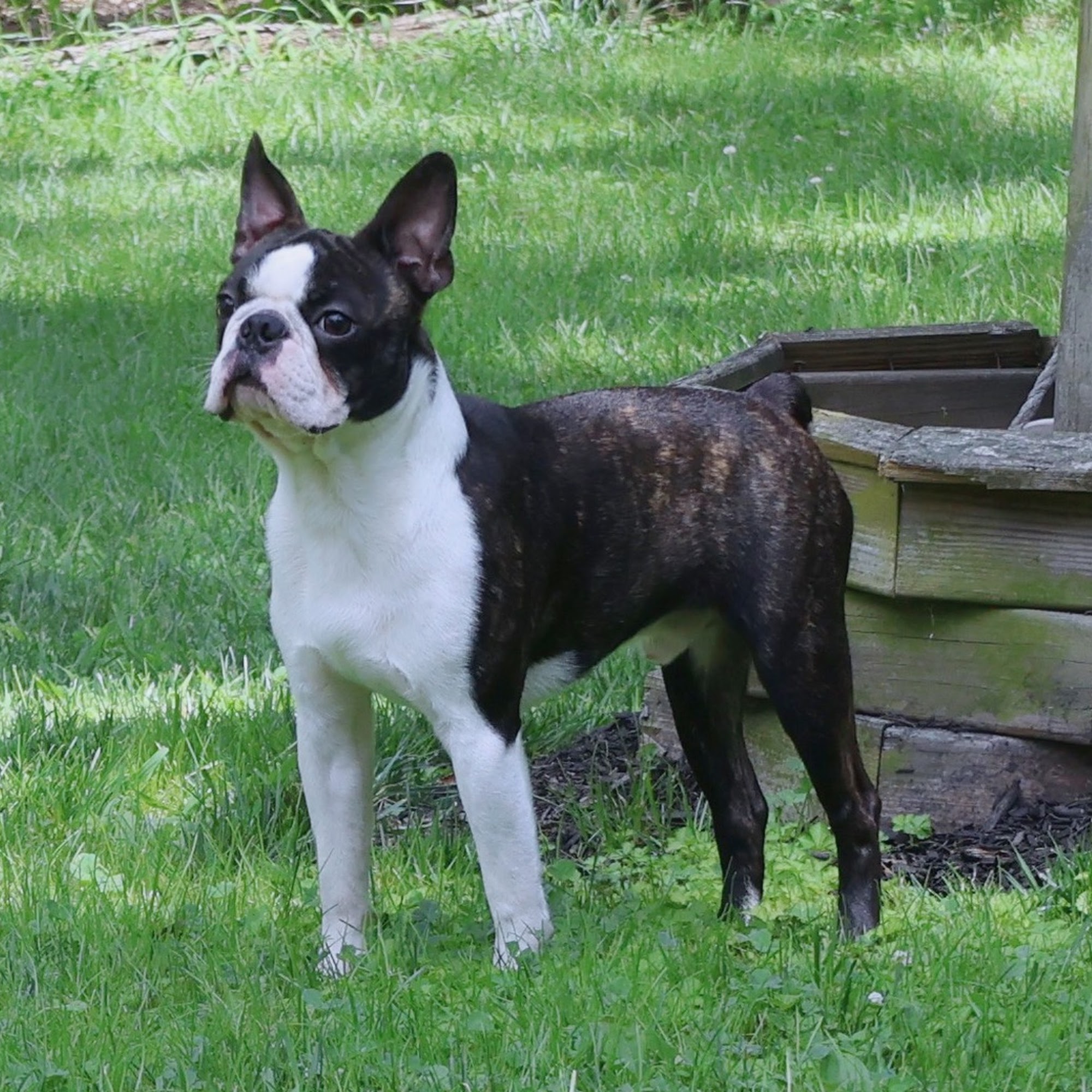 Promise Land - Golden Retrievers, French Bulldogs, Boston Terriers and King Charles Cavaliers Pasadena