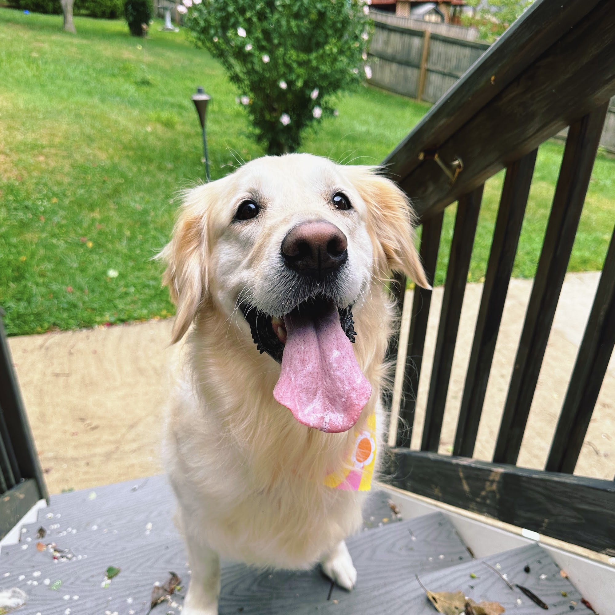 The Dog Haus Grooming Pasadena