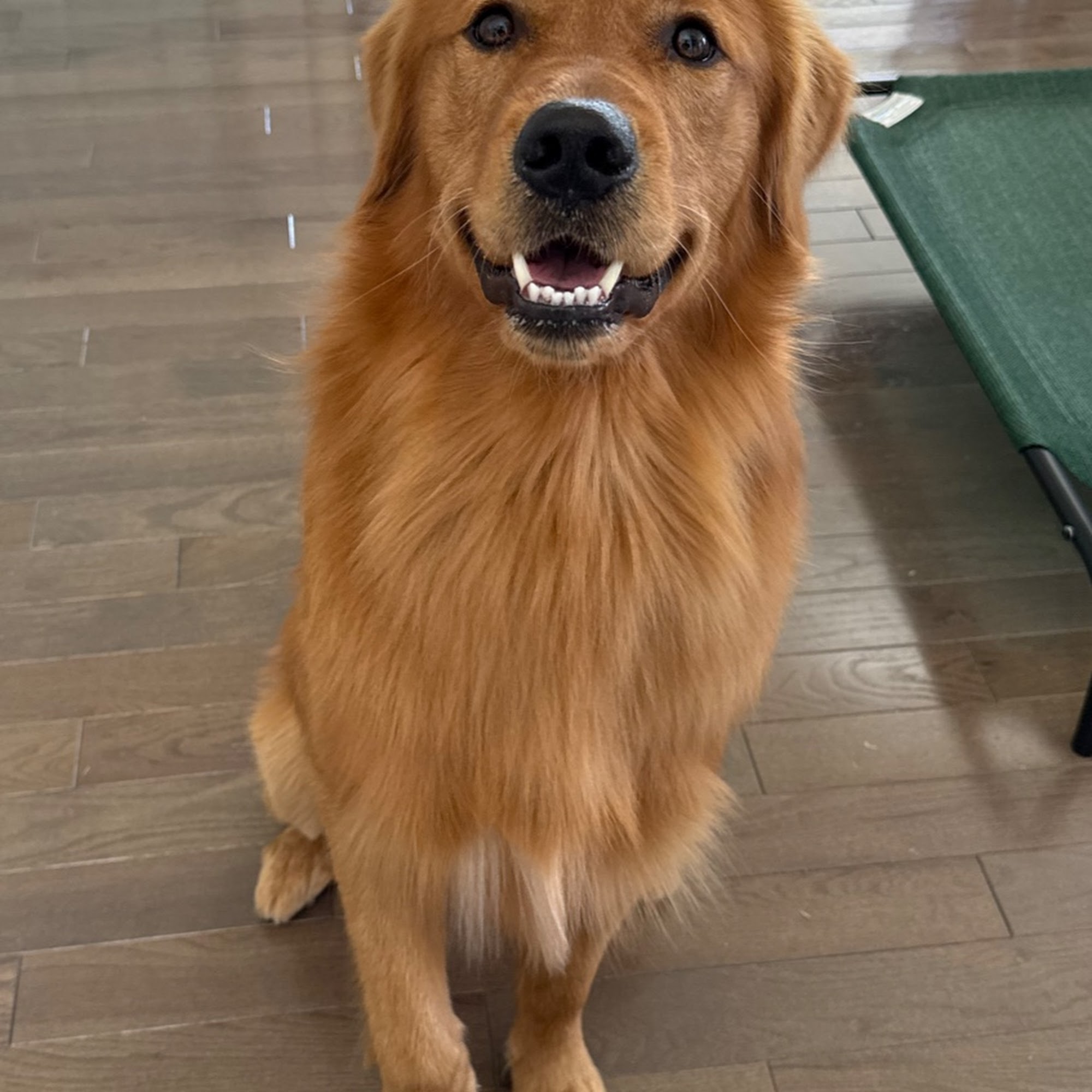 The Dog Haus Grooming 2441 Mountain Rd suite e, Pasadena Maryland 21122