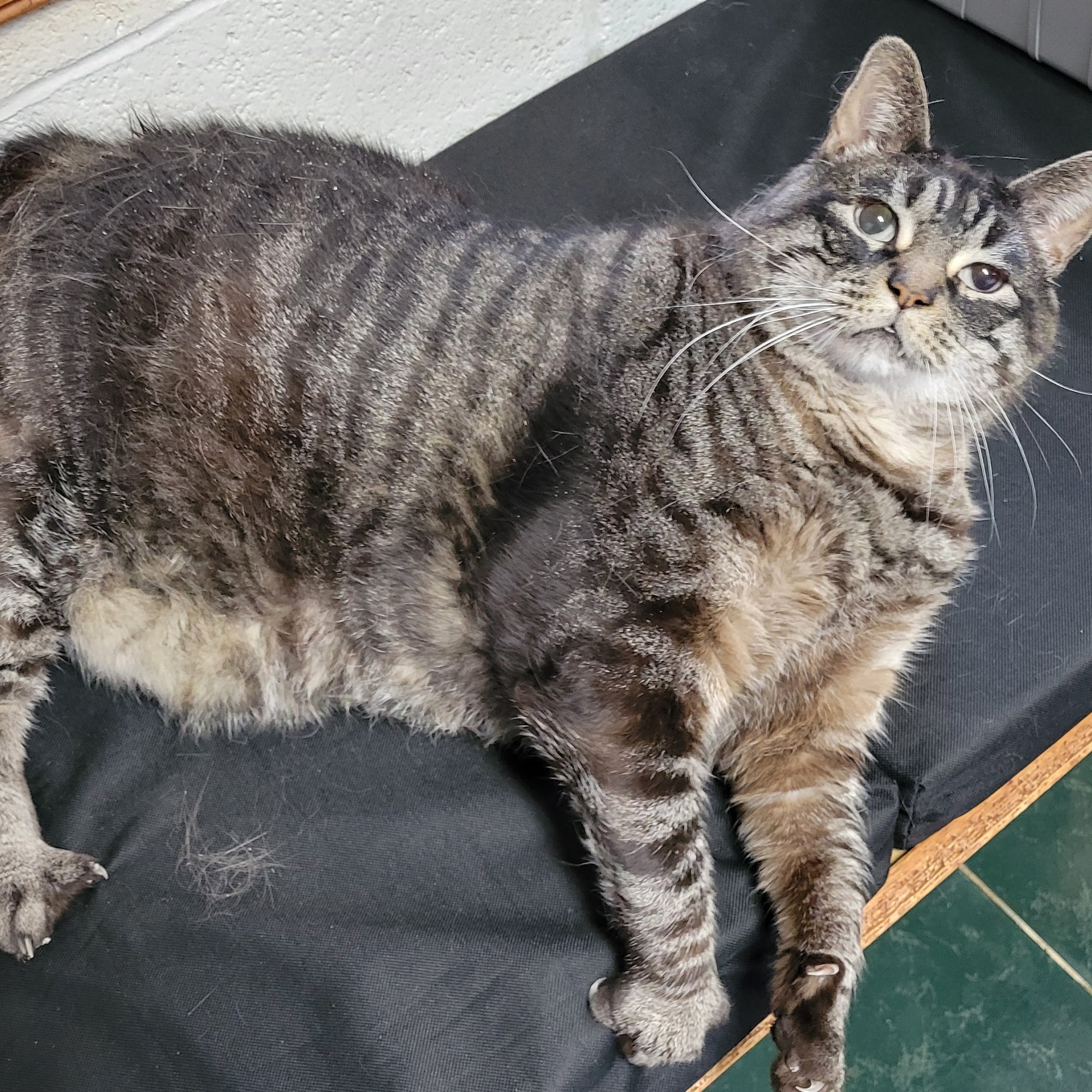 All Paws Animals Wellness Perryville