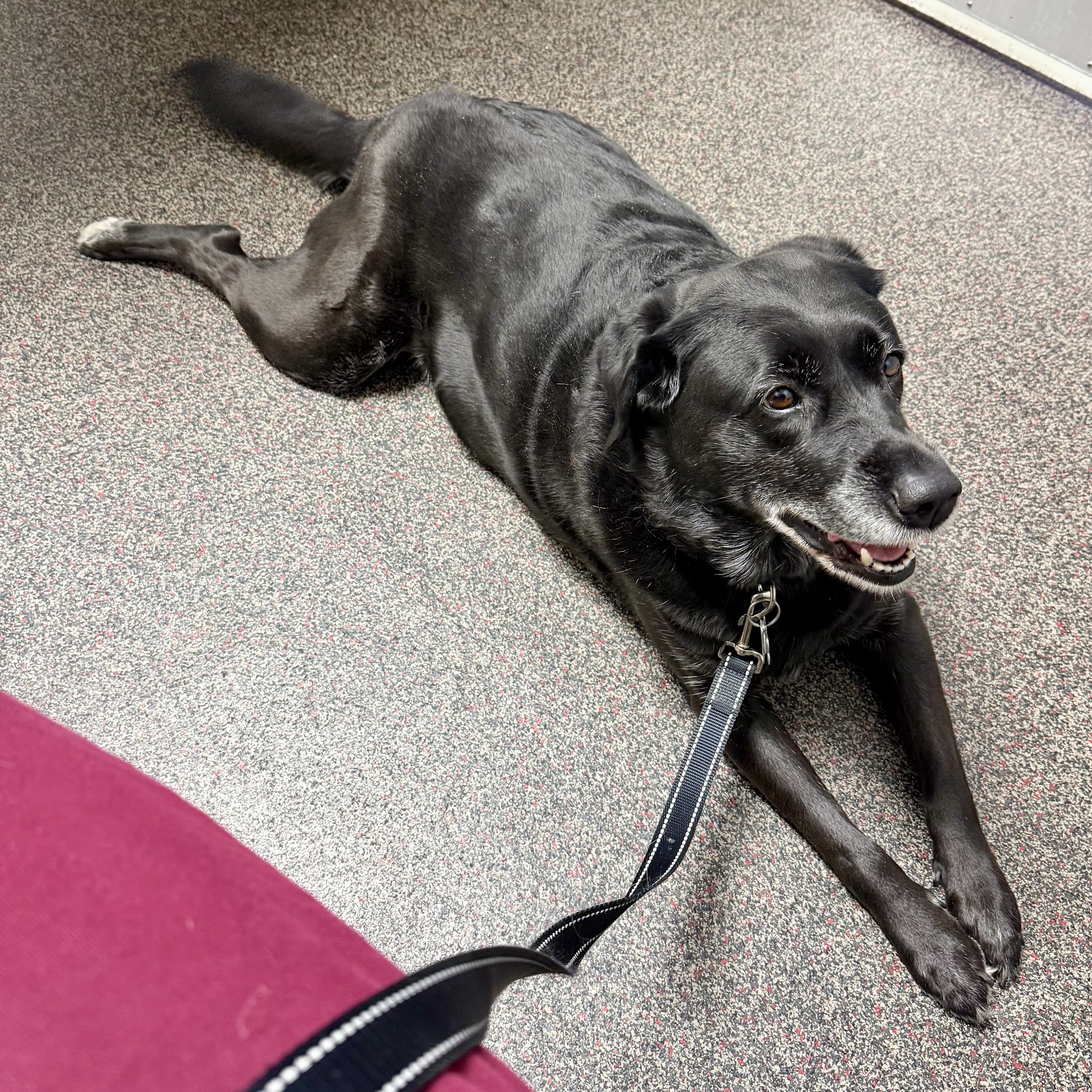 Pikesville Animal Hospital Pikesville