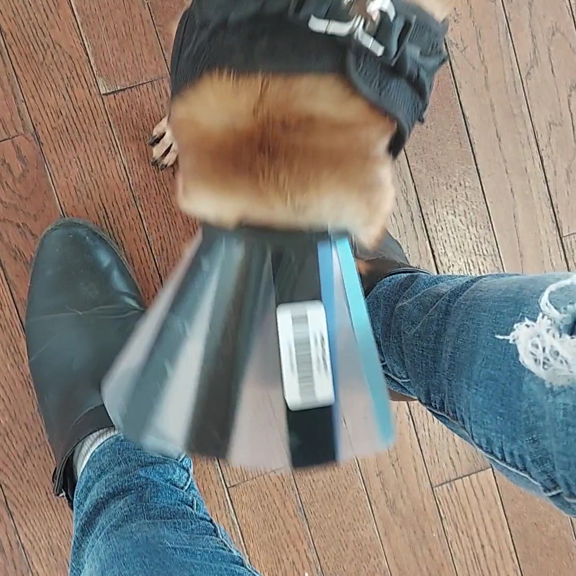 Layfield Veterinary Services - Pocomoke Branch Pocomoke City