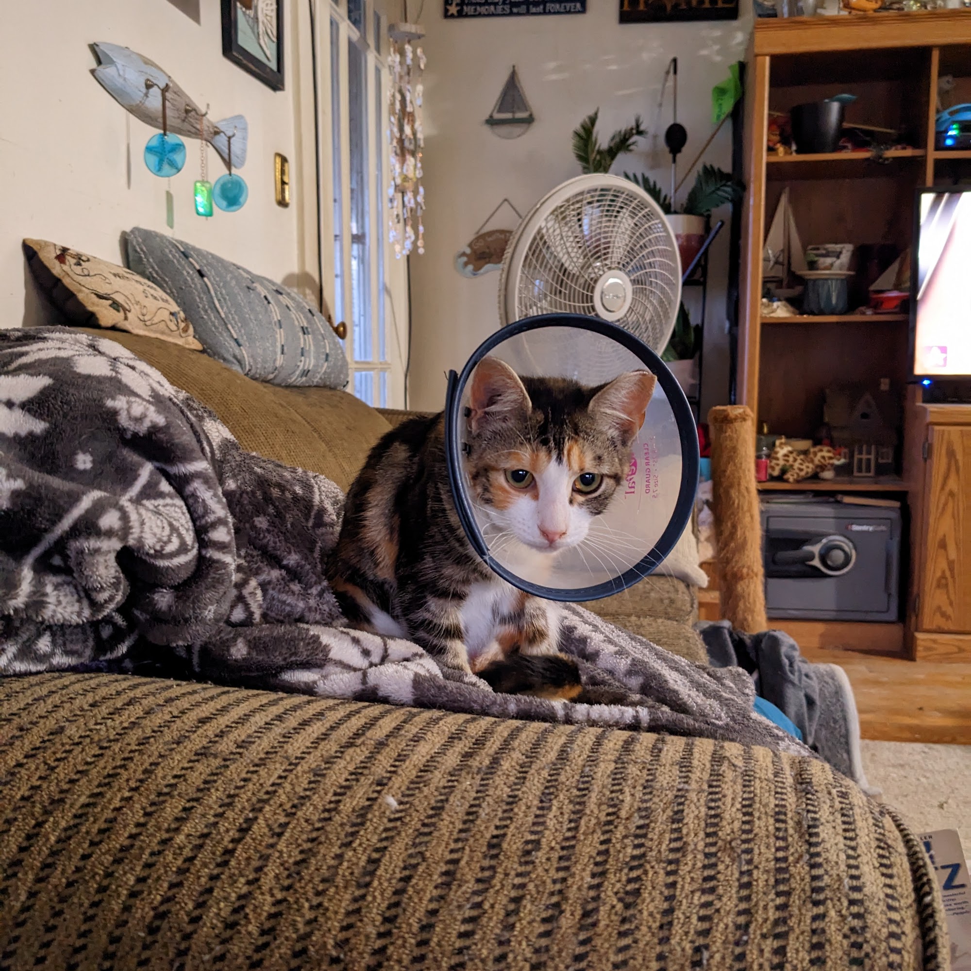 Pocomoke Animal Hospital Pocomoke City