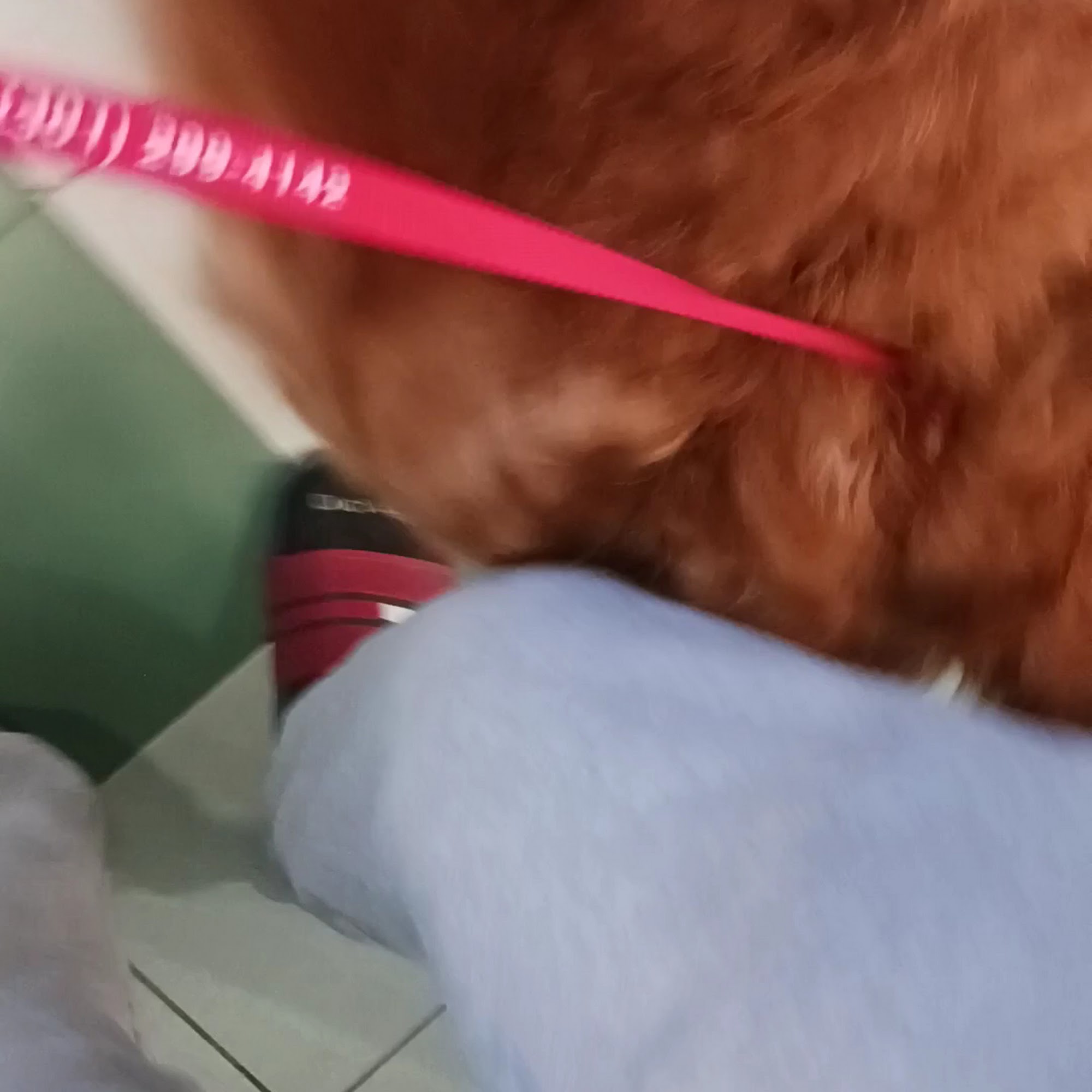 Potomac Animal Hospital Inc Potomac