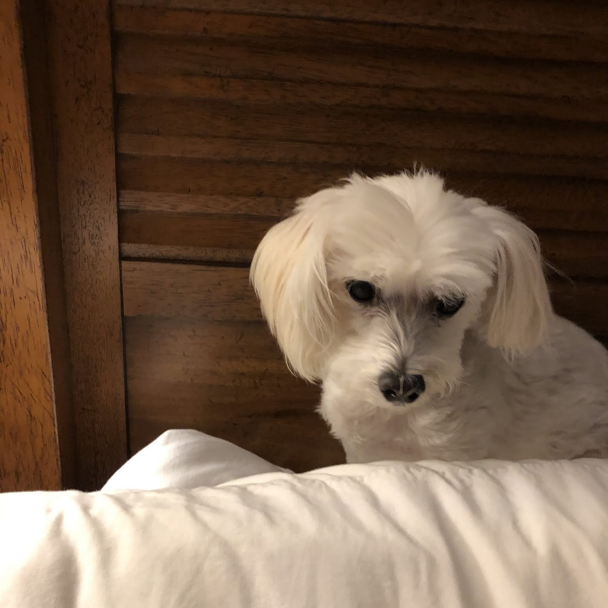 Prince Frederick Animal Hospital Prince Frederick