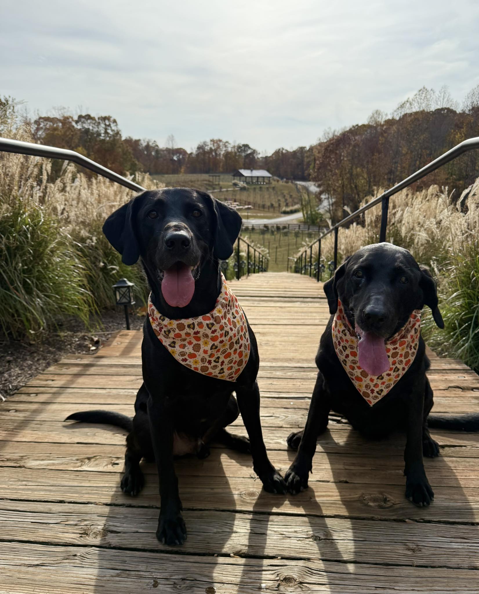 Running Hare Vineyard Prince Frederick