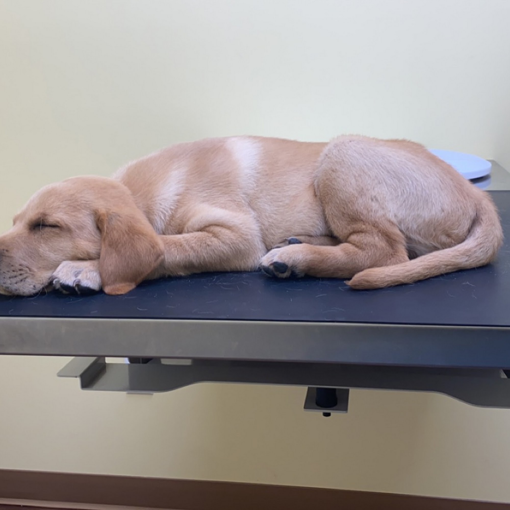 Somerset Regional Animal Hospital Princess Anne