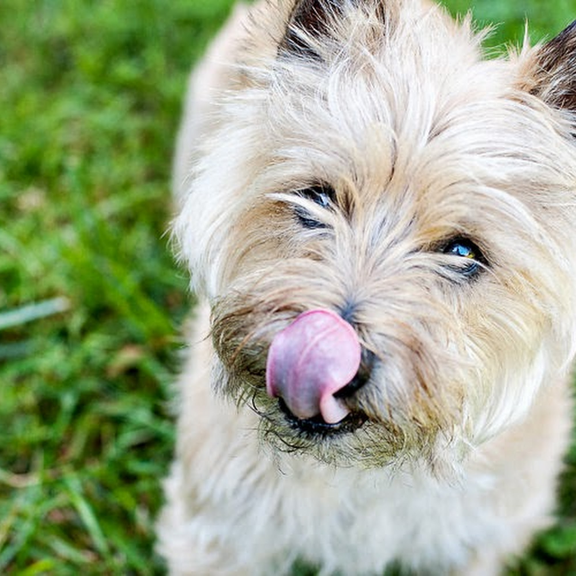 Queenstown Veterinary Hospital Queenstown