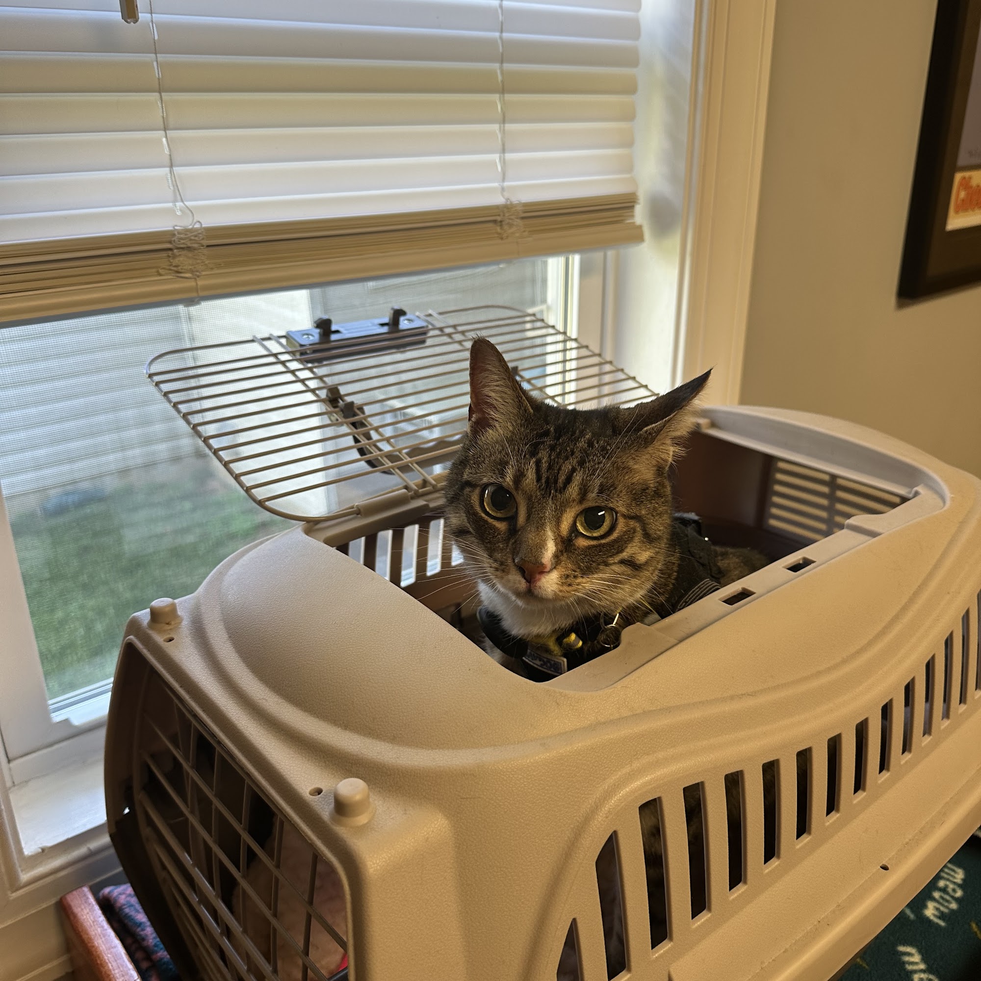 Mid Atlantic Cat Hospital Queenstown