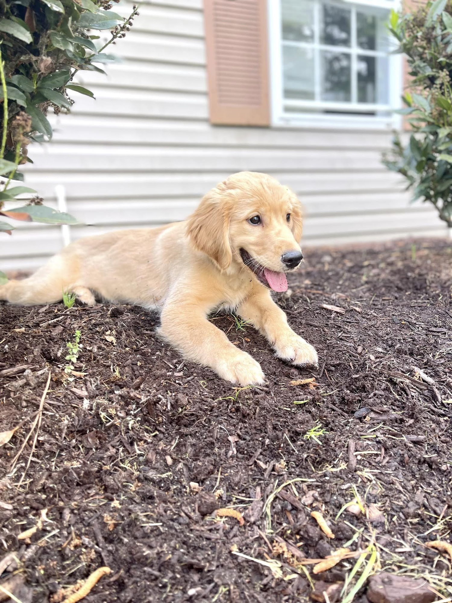 Canine Country Club Queenstown