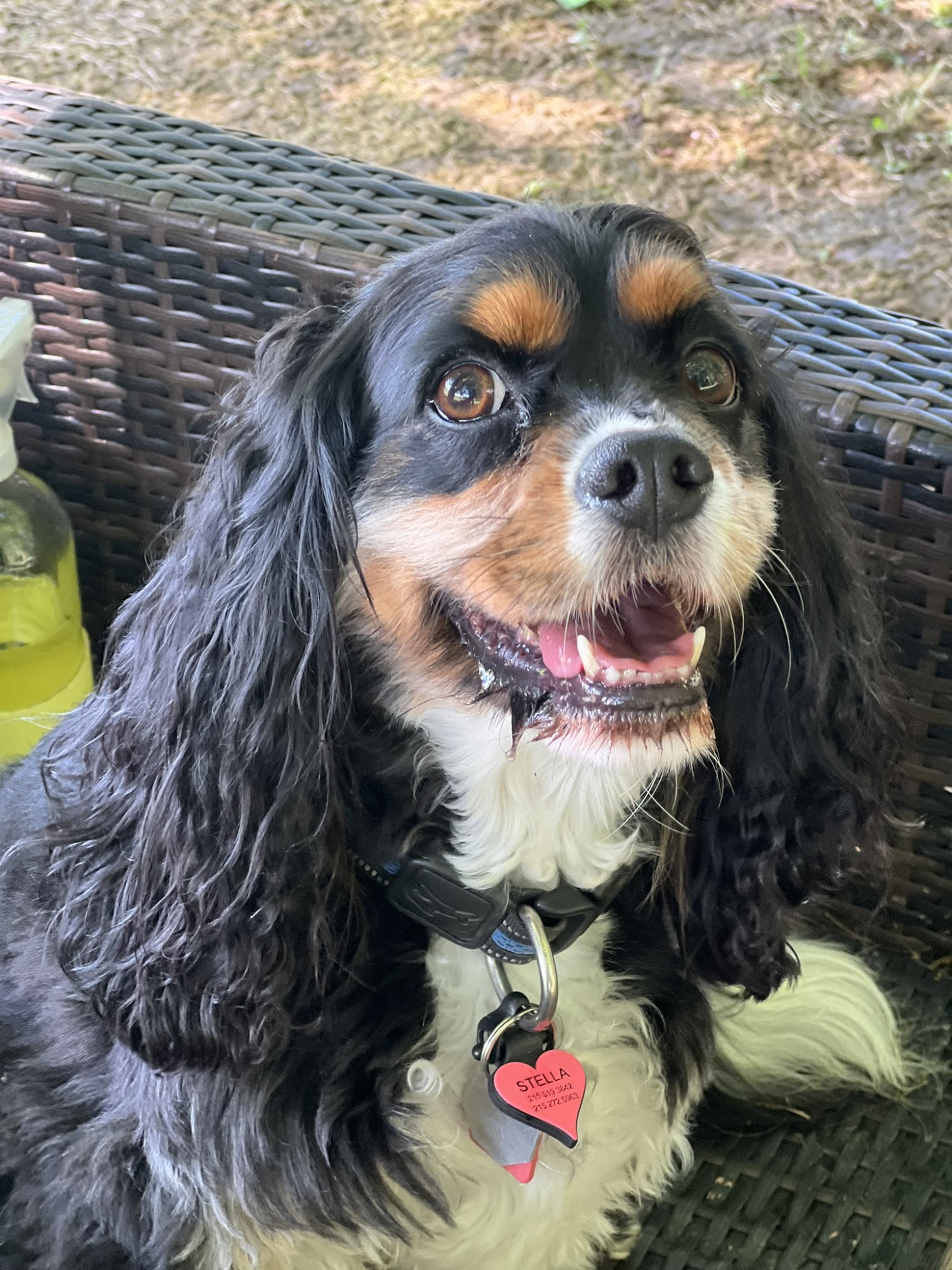 Wye River Kennel - Dog & Cat Boarding Kennel & Dog Daycare Queenstown Queenstown