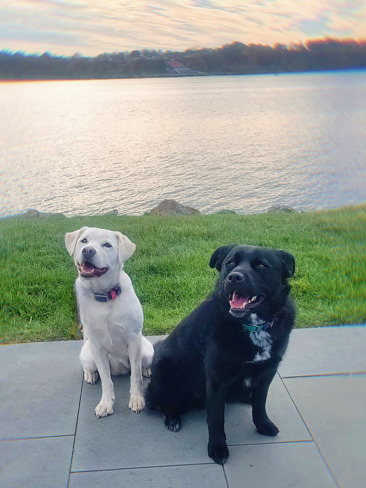 Valor Canine Services Queenstown