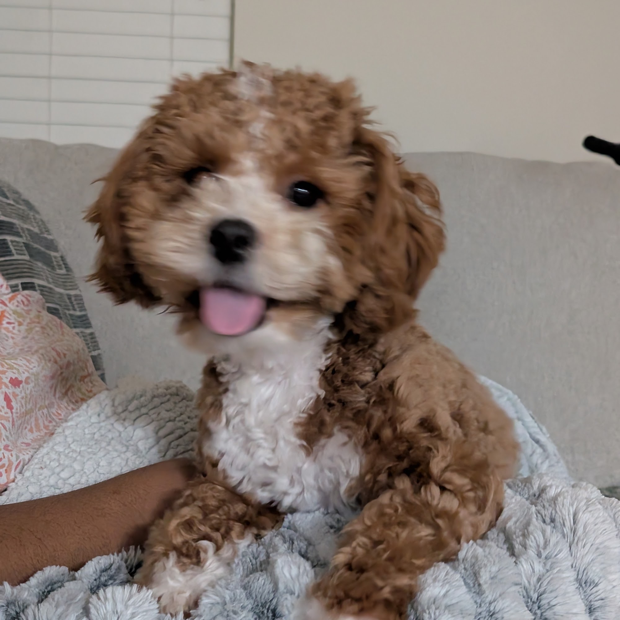 Randallstown Animal Hospital Randallstown