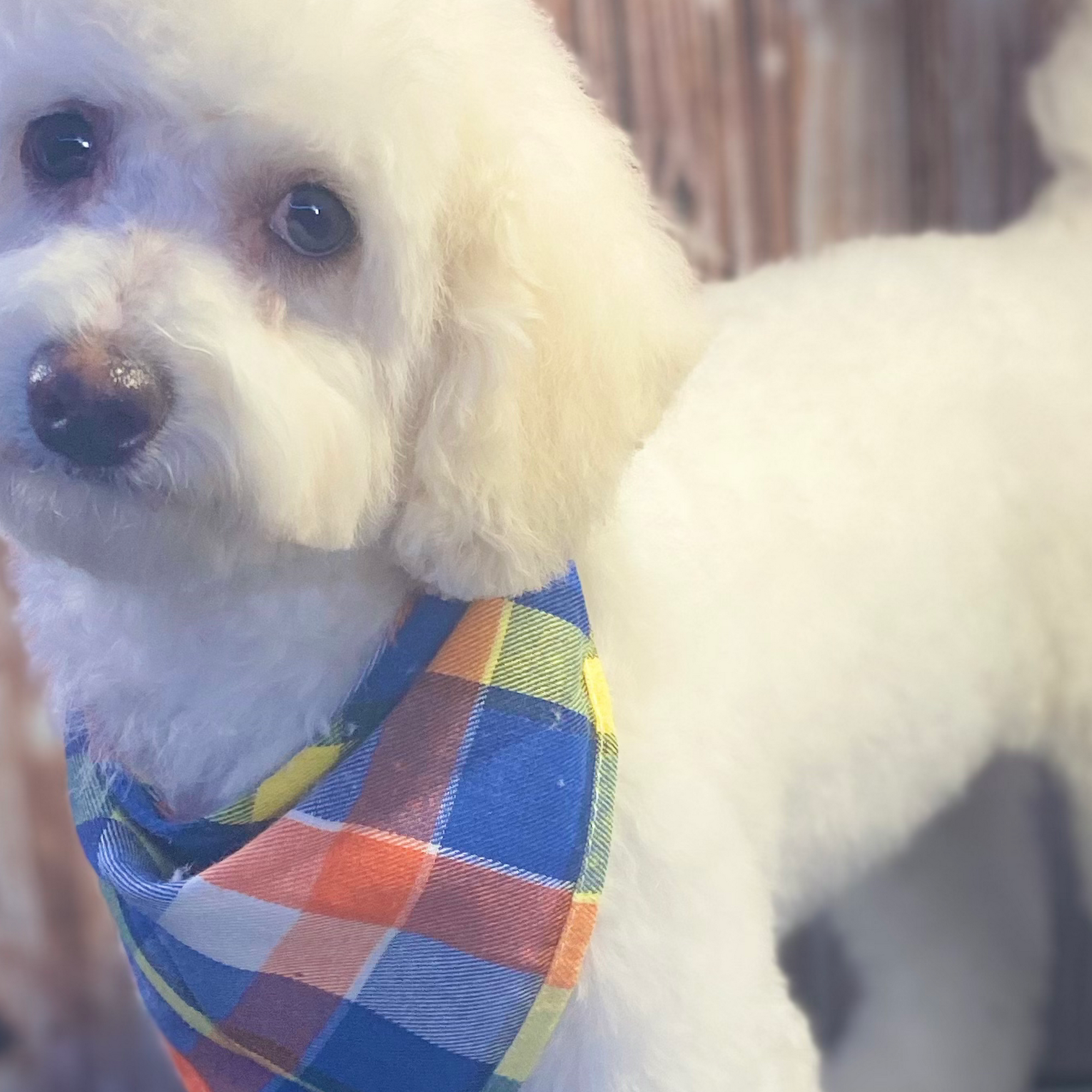 Luxurious&Purrrfect Cutz Randallstown