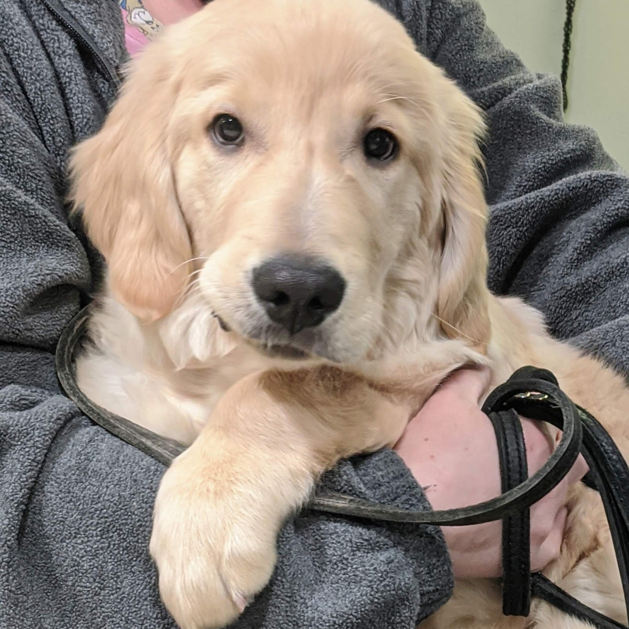 Main Street Veterinary Hospital Reisterstown