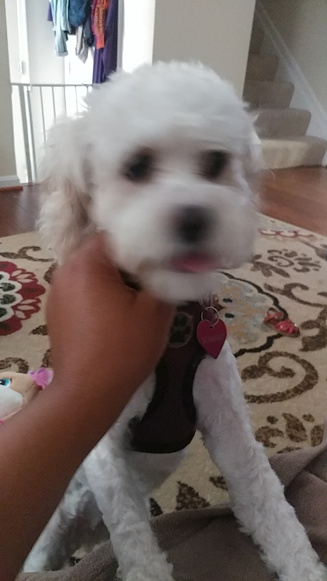 Waggin' Around at Debendale Hotel & Spa Reisterstown