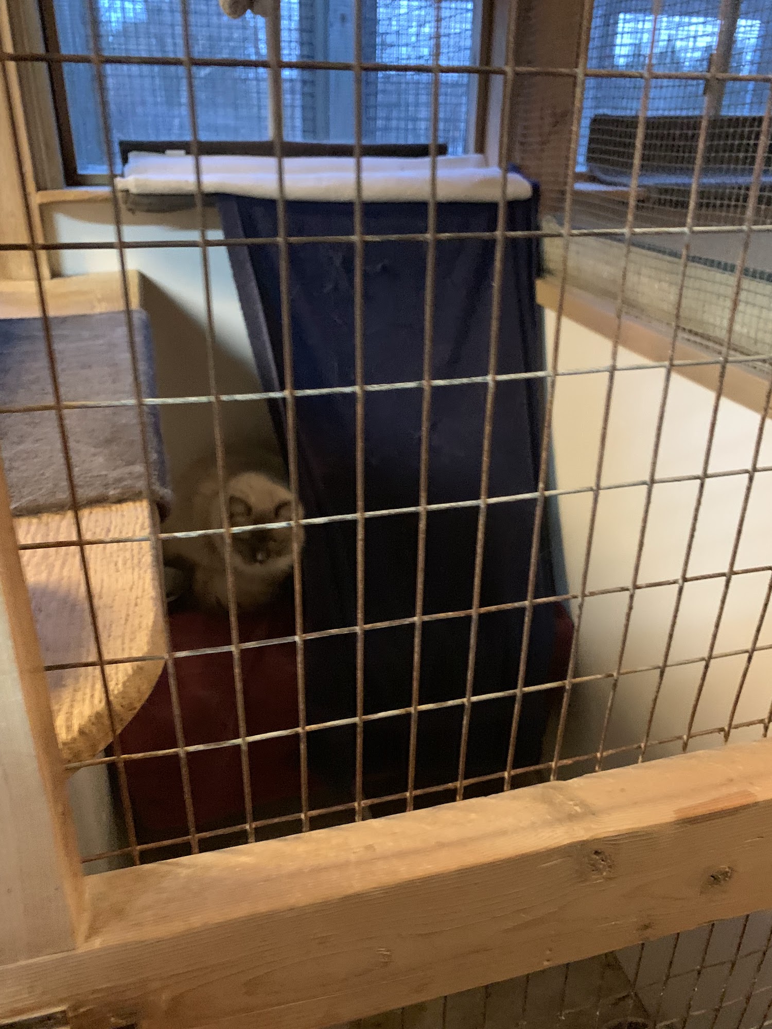 Kitty Castle Reisterstown